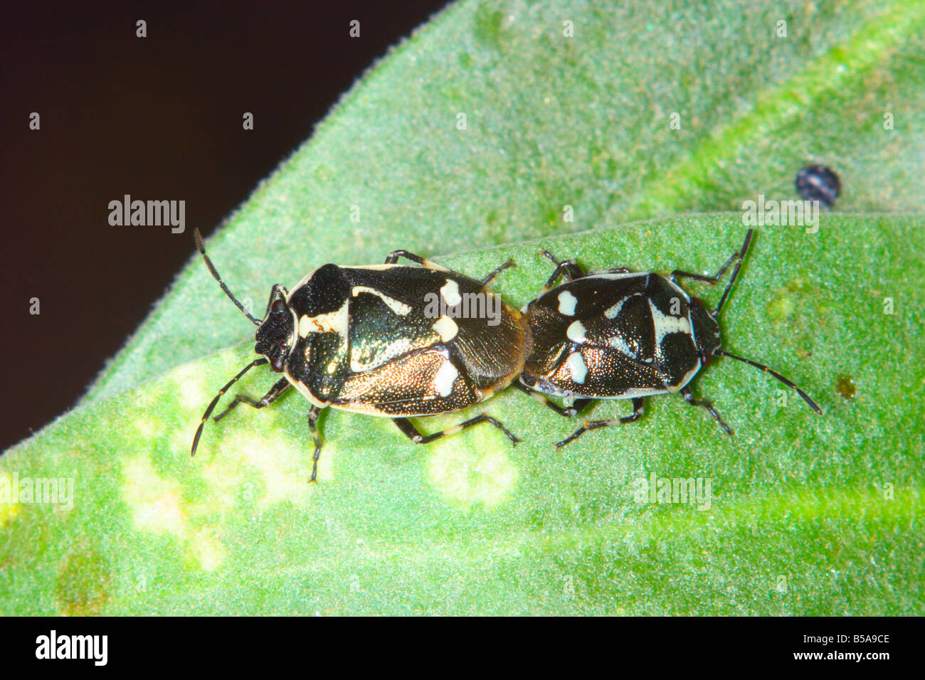 Bugs, Eurydema Oleraceum zu schützen. Paar Paarung Stockfoto