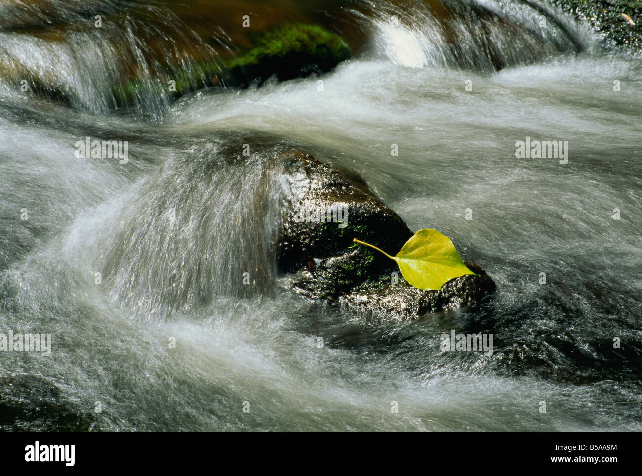 Wasser Rauschen über Felsen und ein einzelnes Blatt in einem Fluss in Killarney Co Kerry Eire R Rainford Stockfoto