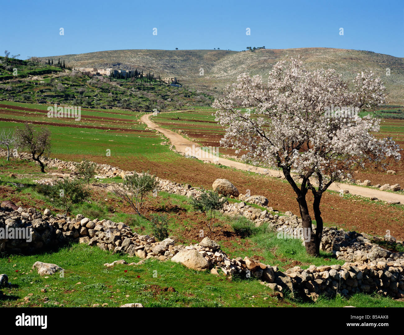 Mandelbaum auf kleinen Grundstück, in der Nähe von Mount Hebron, Israel, Nahost Stockfoto