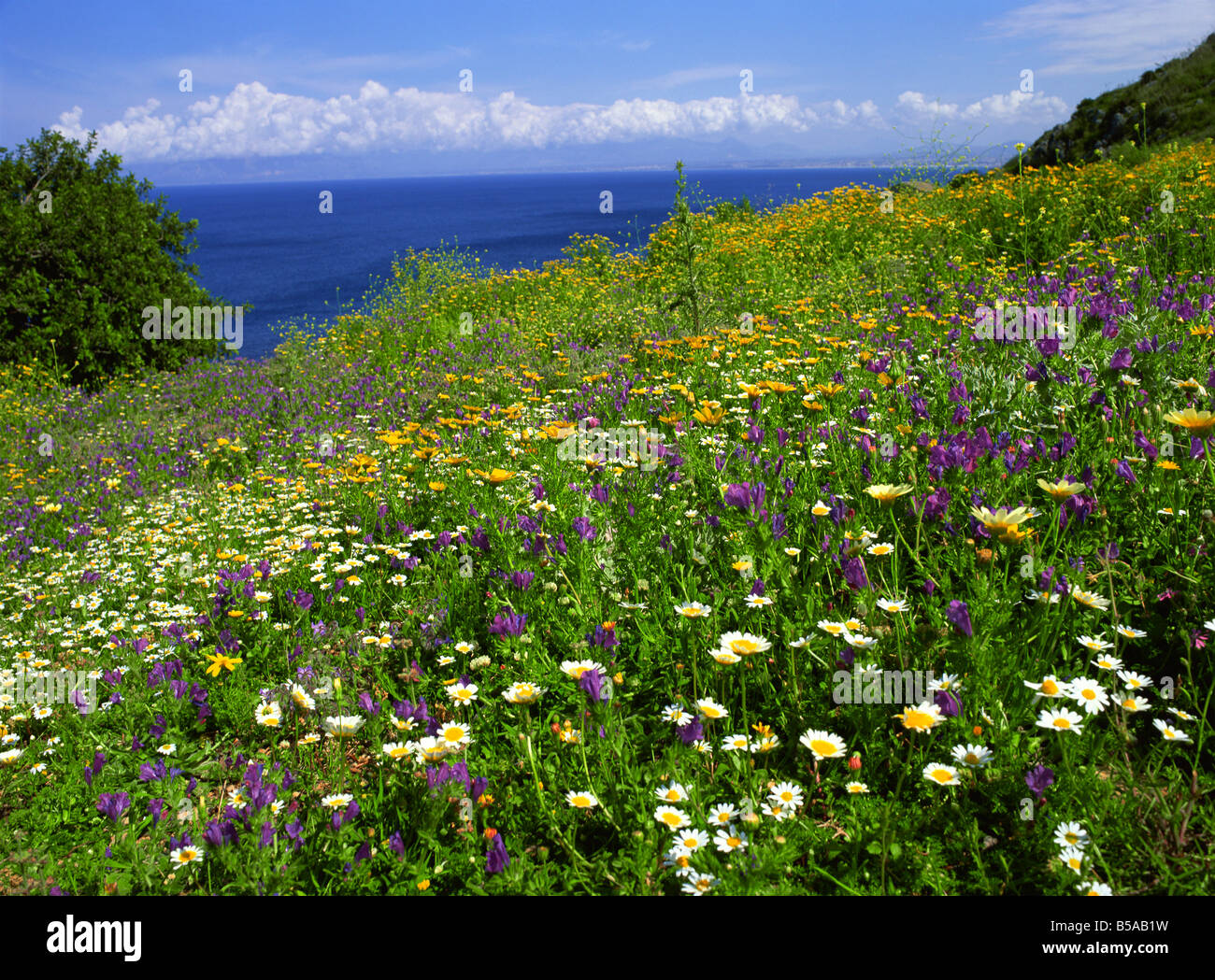 Wildblumen im Frühjahr im Zingaro Nature Reserve Sizilien Italien Mittelmeer Europa Stockfoto