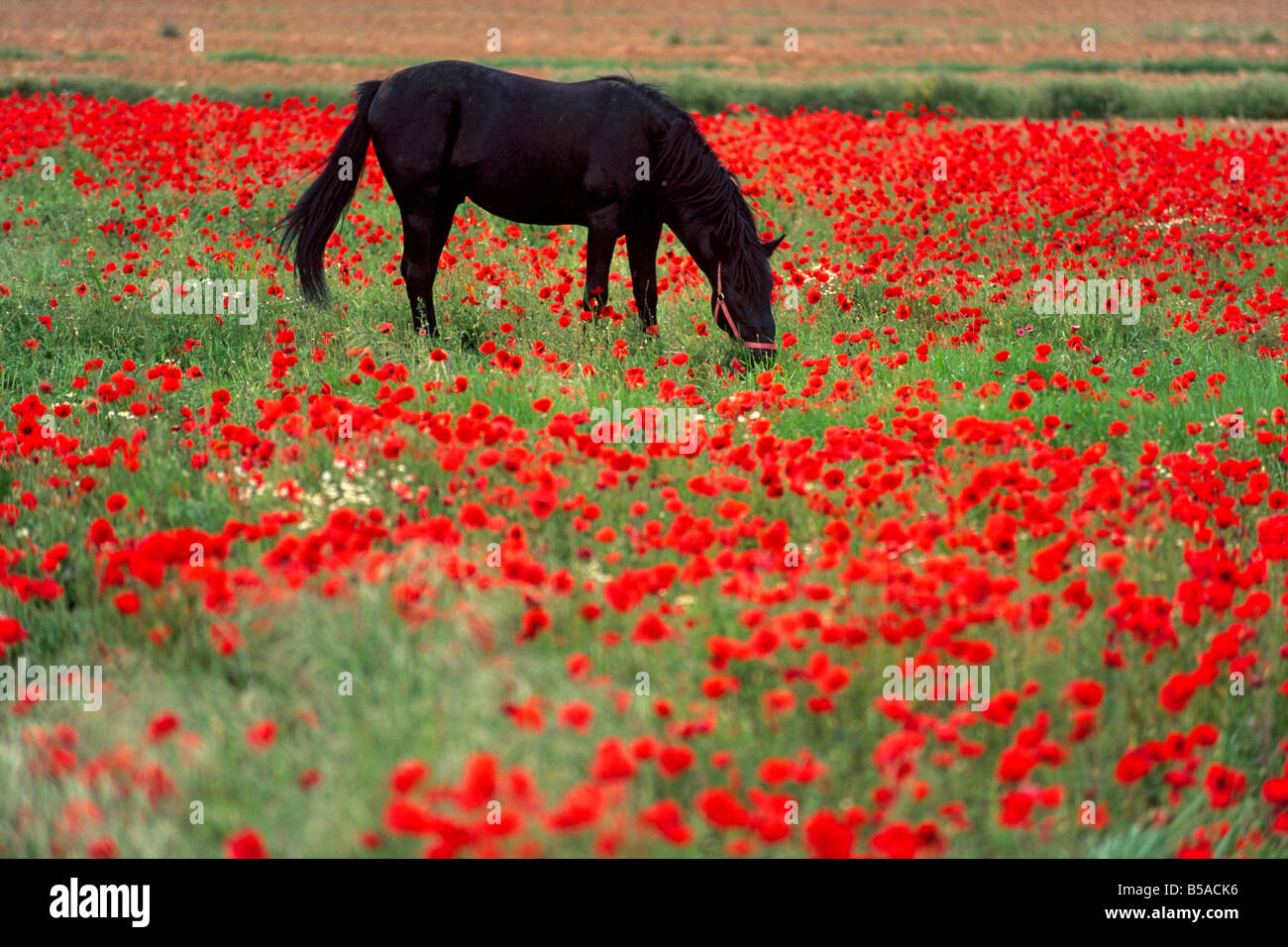 Schwarzes Pferd in einem Mohnfeld, Chianti, Toskana, Italien, Europa Stockfoto