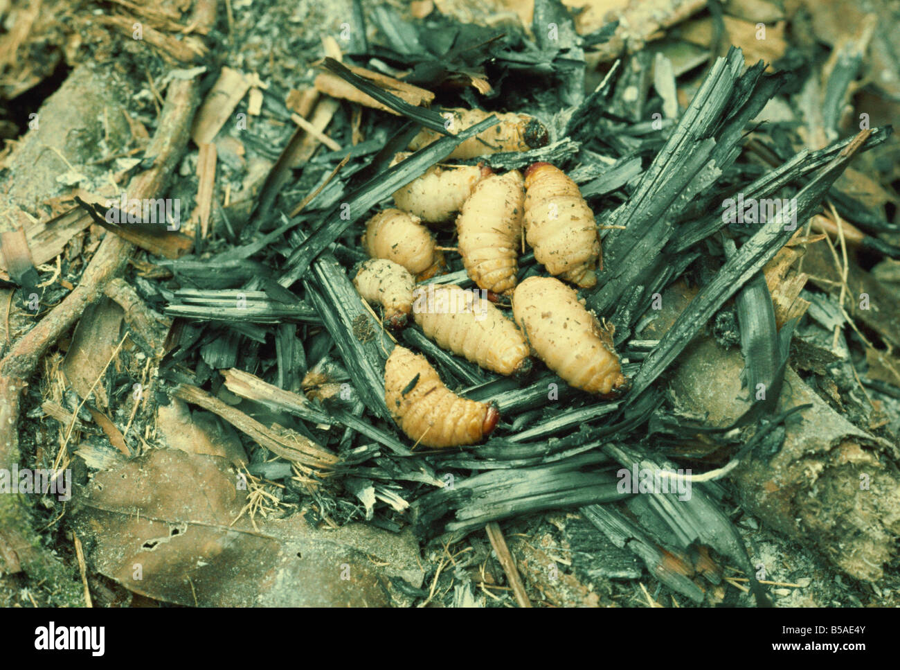 Sago rodet, gegessen zu werden, Irian Jaya, Indonesien, Südostasien Stockfoto