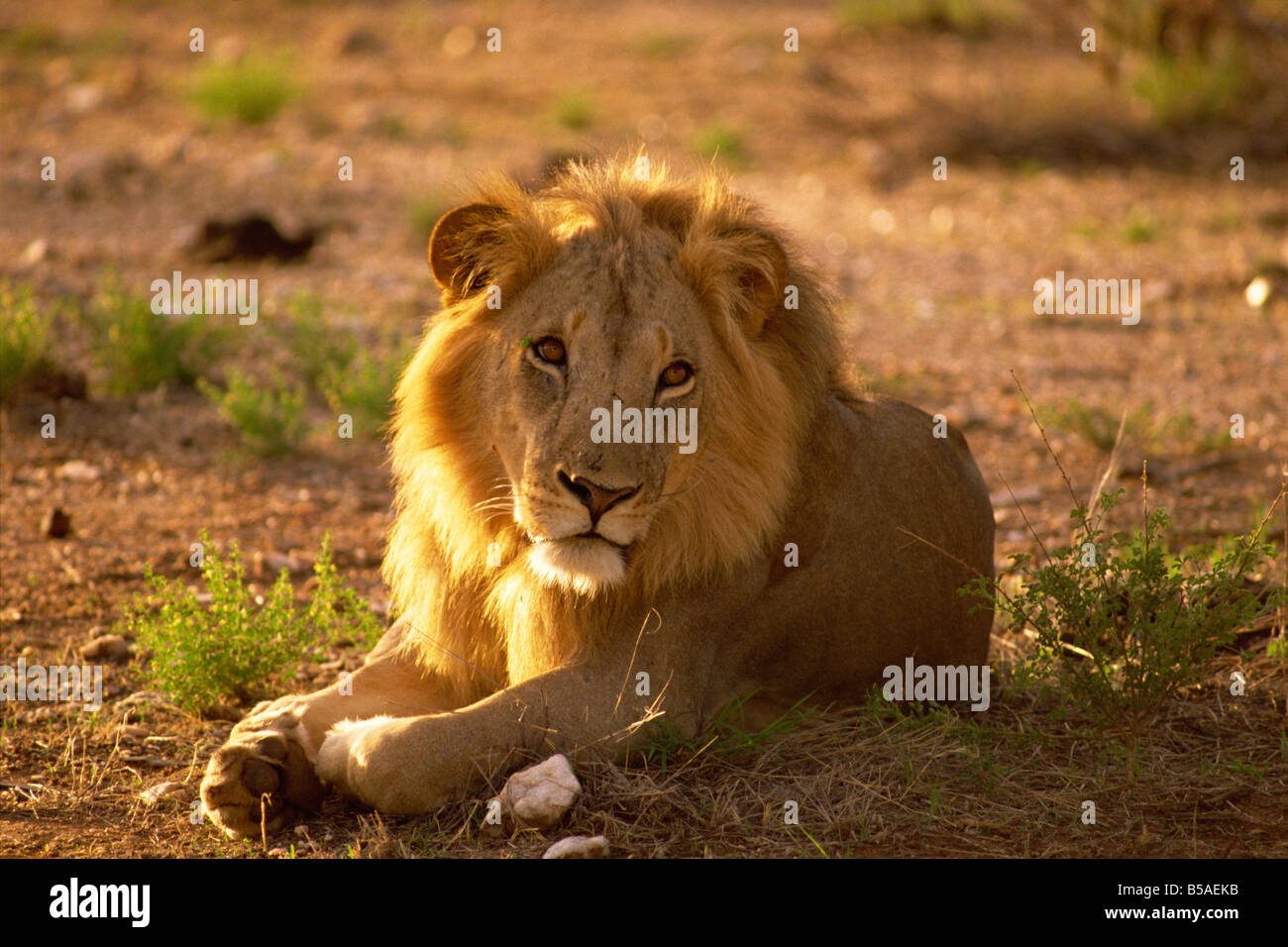 Männlicher Löwe Samburu National Reserve Kenia Ostafrika Africa Stockfoto