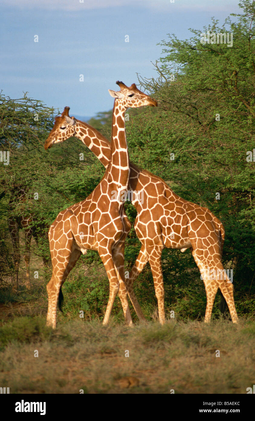 Netzartige Giraffe Samburu Kenia Ostafrika Afrika Stockfoto