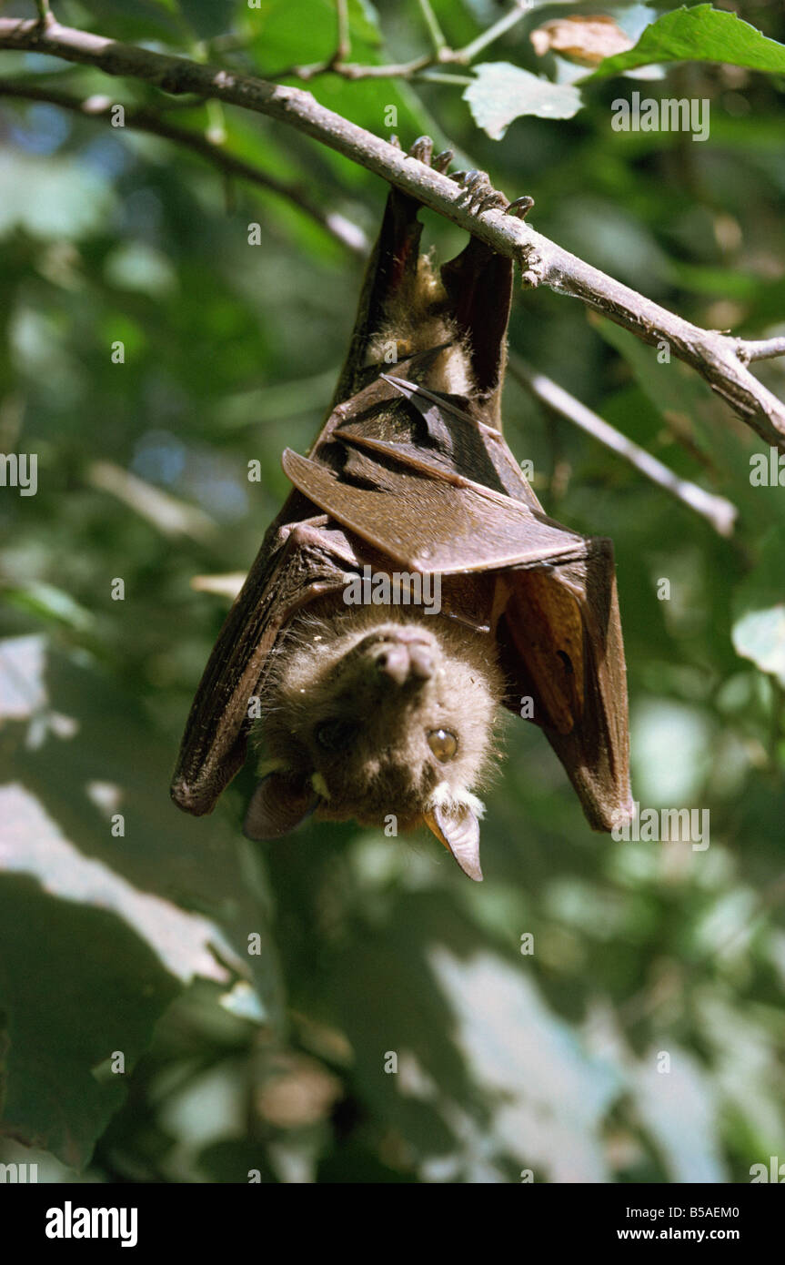 Fledermaus Kenia Ostafrika Afrika Stockfoto