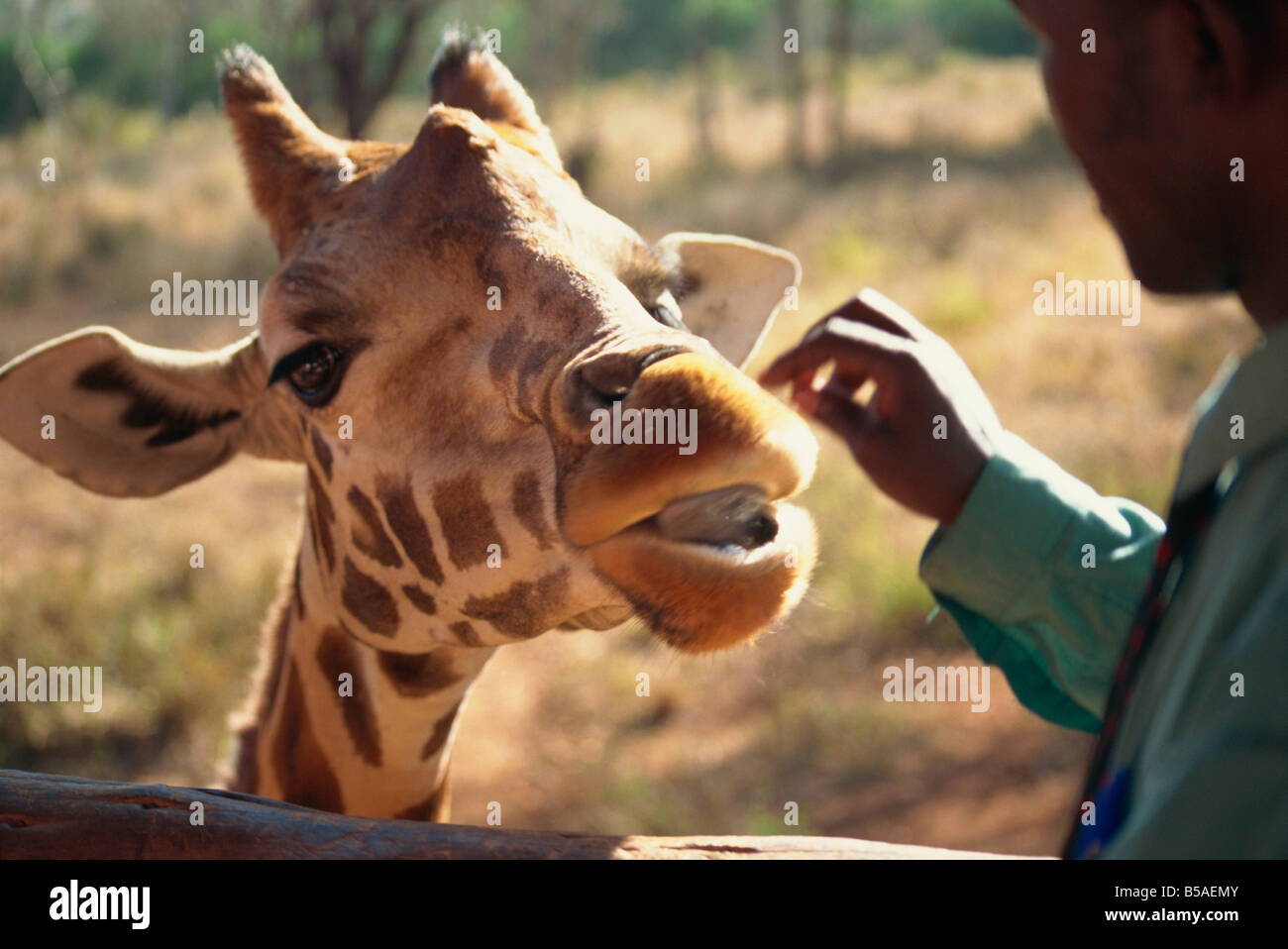 Giraffe Centre, Nairobi, Kenia, Ostafrika, Afrika Stockfoto