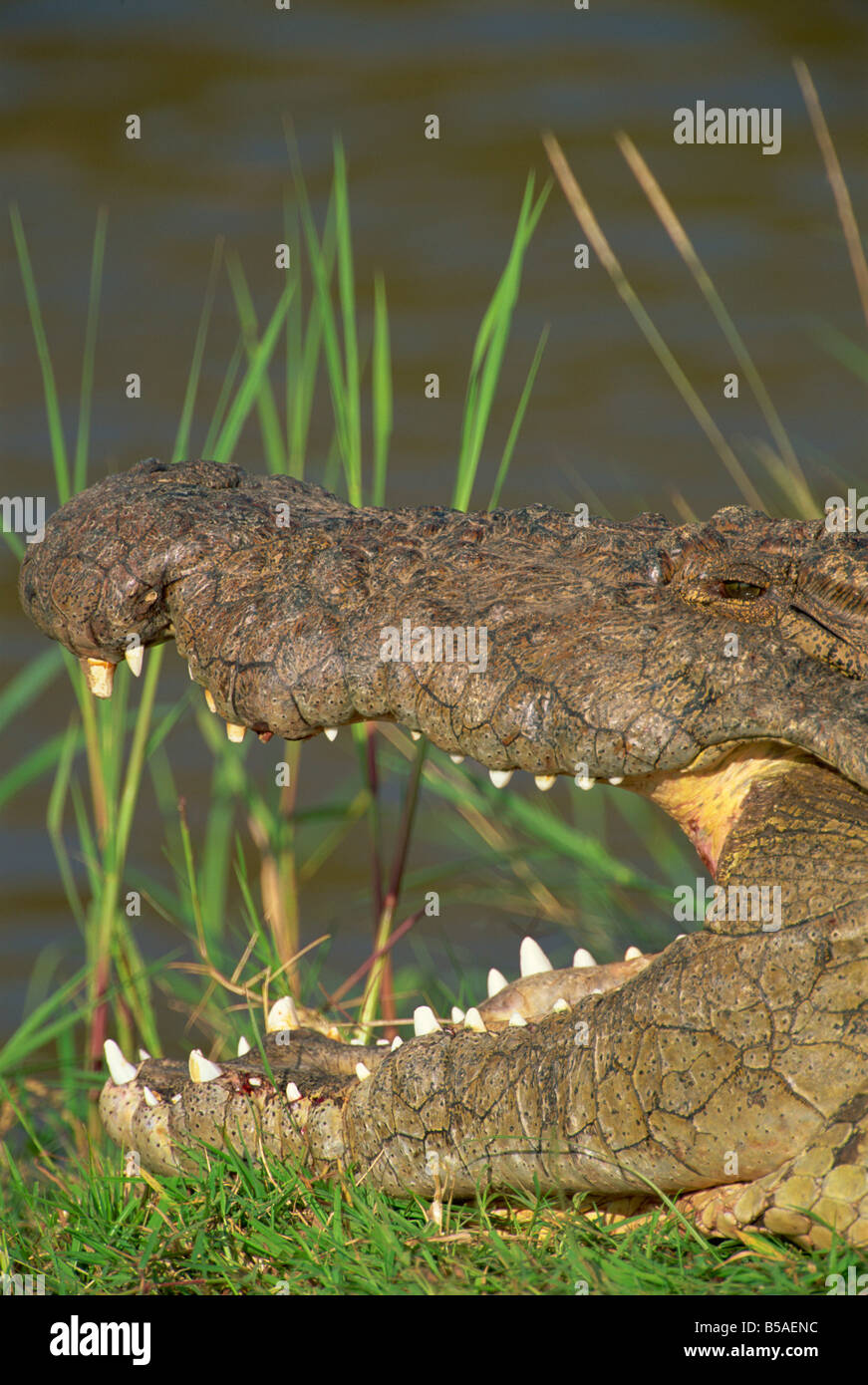 Krokodil in Sonne am Flussufer, Masai Mara, Kenia, Ostafrika, Afrika Stockfoto