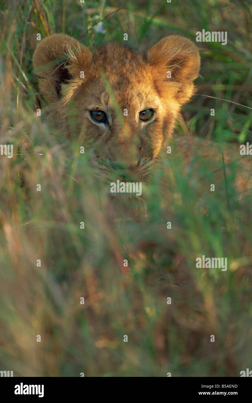 Löwenjunges (Panthera Leo) im Rasen, Masai Mara, Kenia, Ostafrika, Afrika Stockfoto