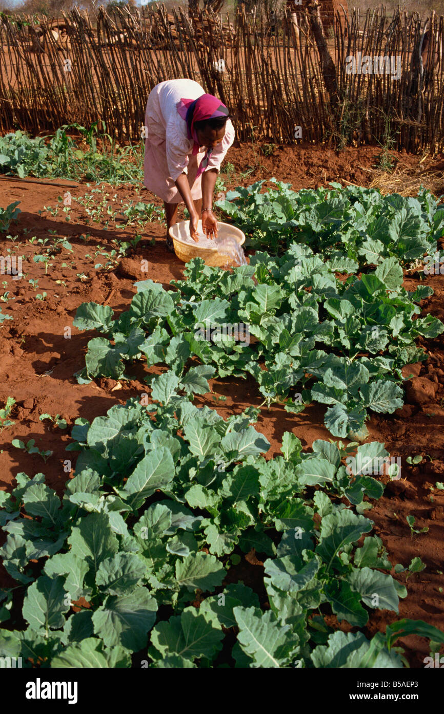 Pflanzlichen Bauernhof profitiert von Wasser, Kibwezi, Kenia, Ostafrika, Afrika Stockfoto