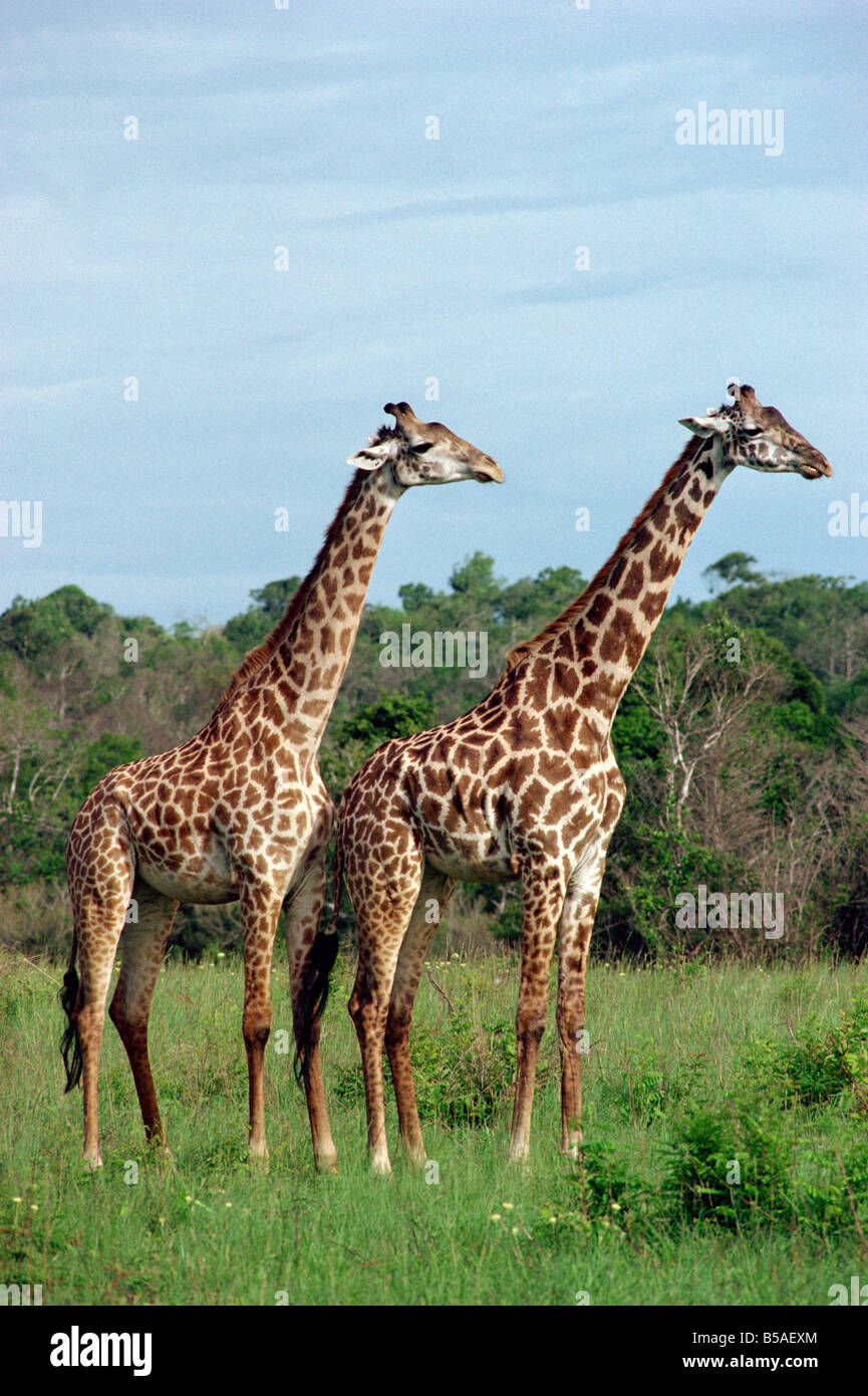 Masai-Giraffe Shimba Kenia Ostafrika Afrika Stockfoto