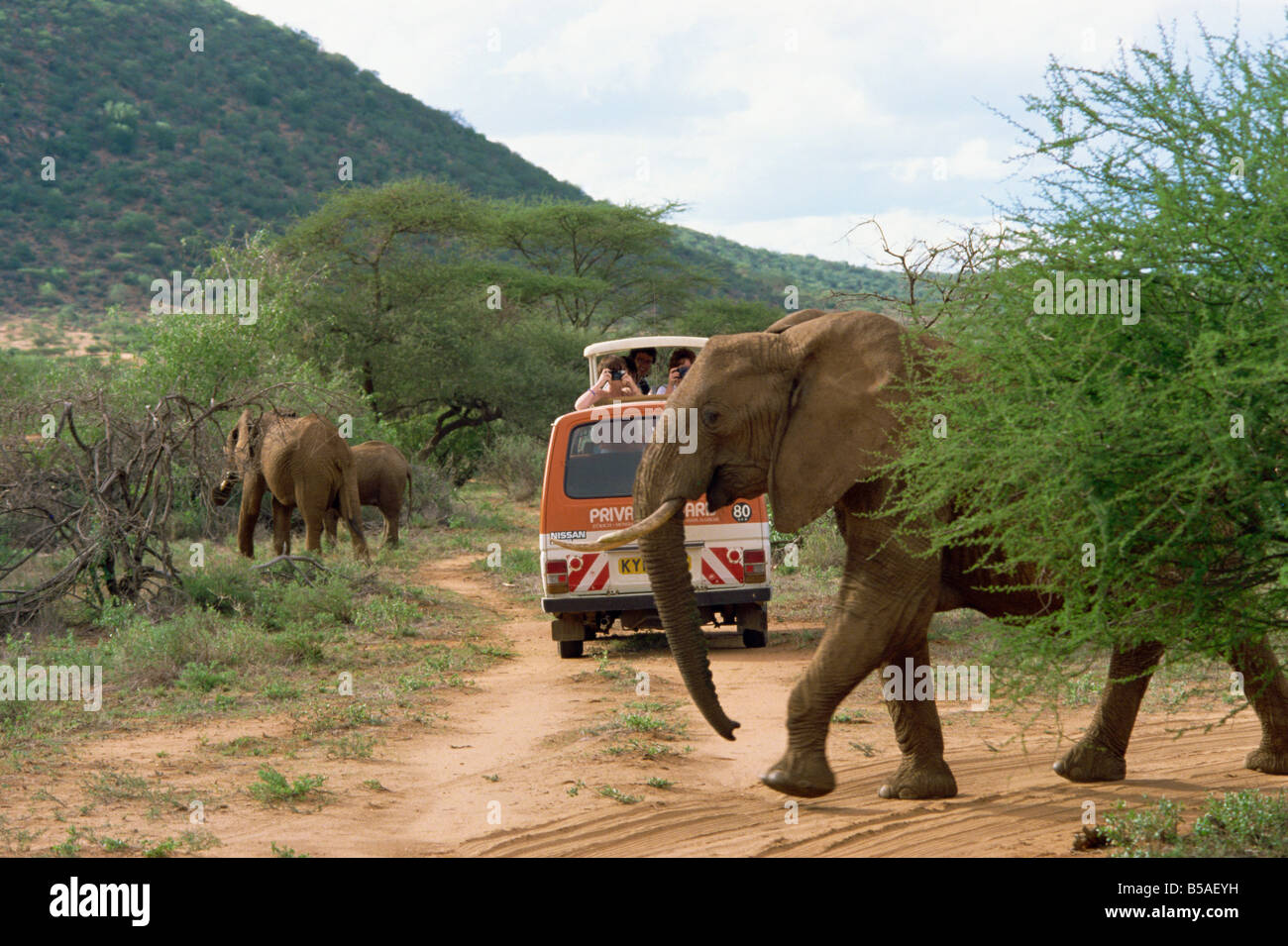 Samburu National Reserve Kenia Ostafrika Afrika Stockfoto