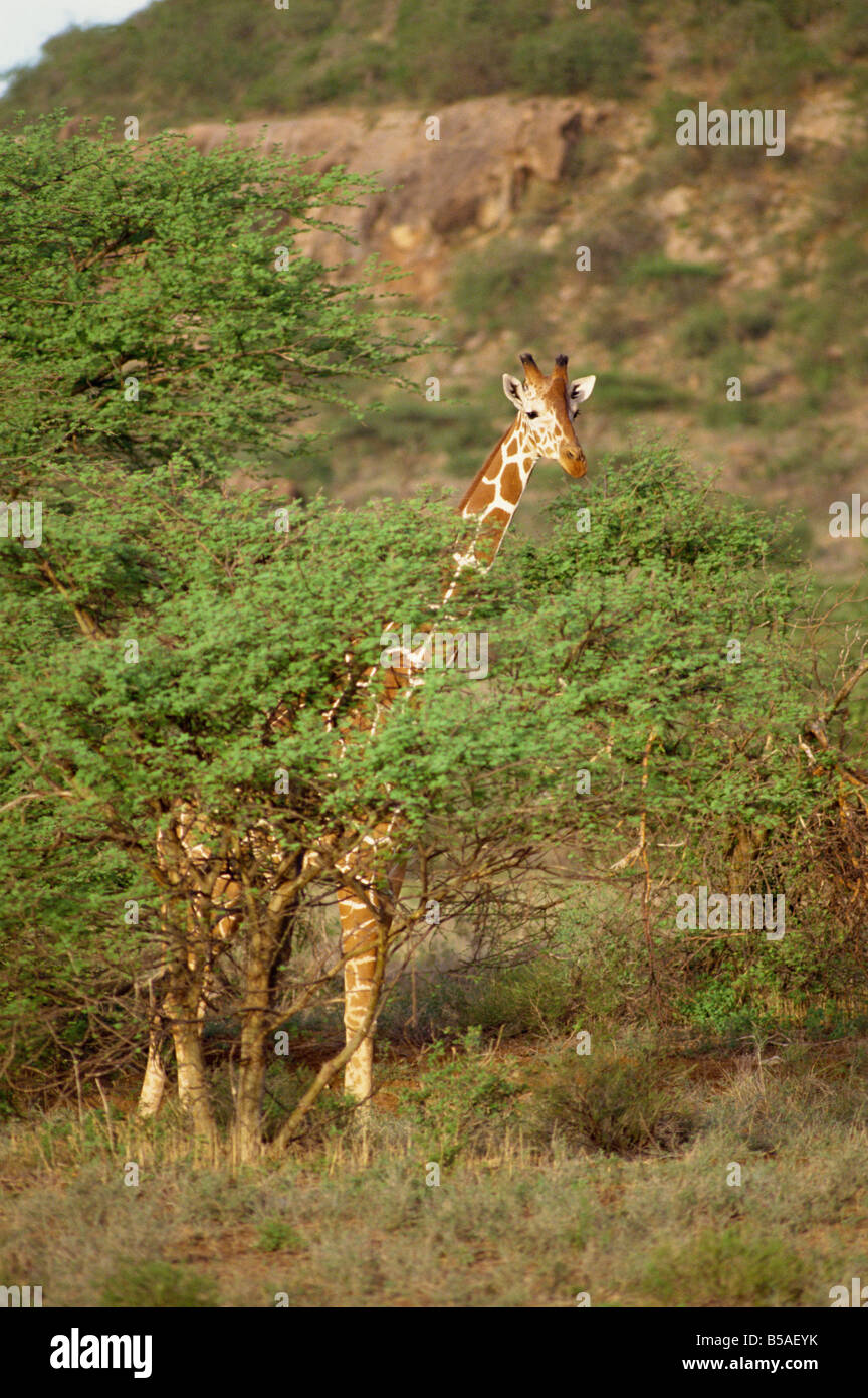 Netzartige Giraffe Samburu National Reserve Kenia Ostafrika Africa Stockfoto