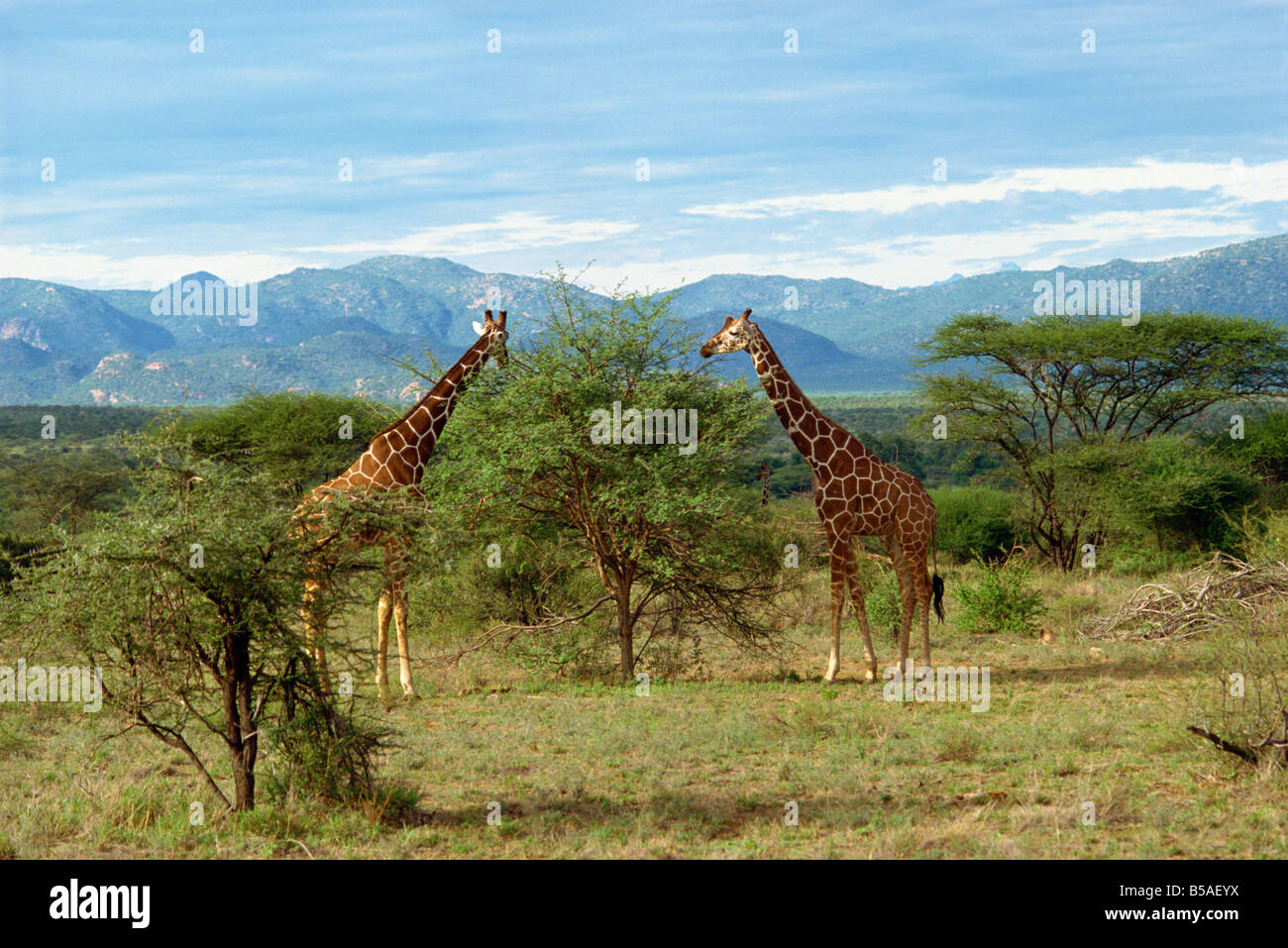 Giraffe Samburu National Reserve Kenia Ostafrika Afrika Stockfoto