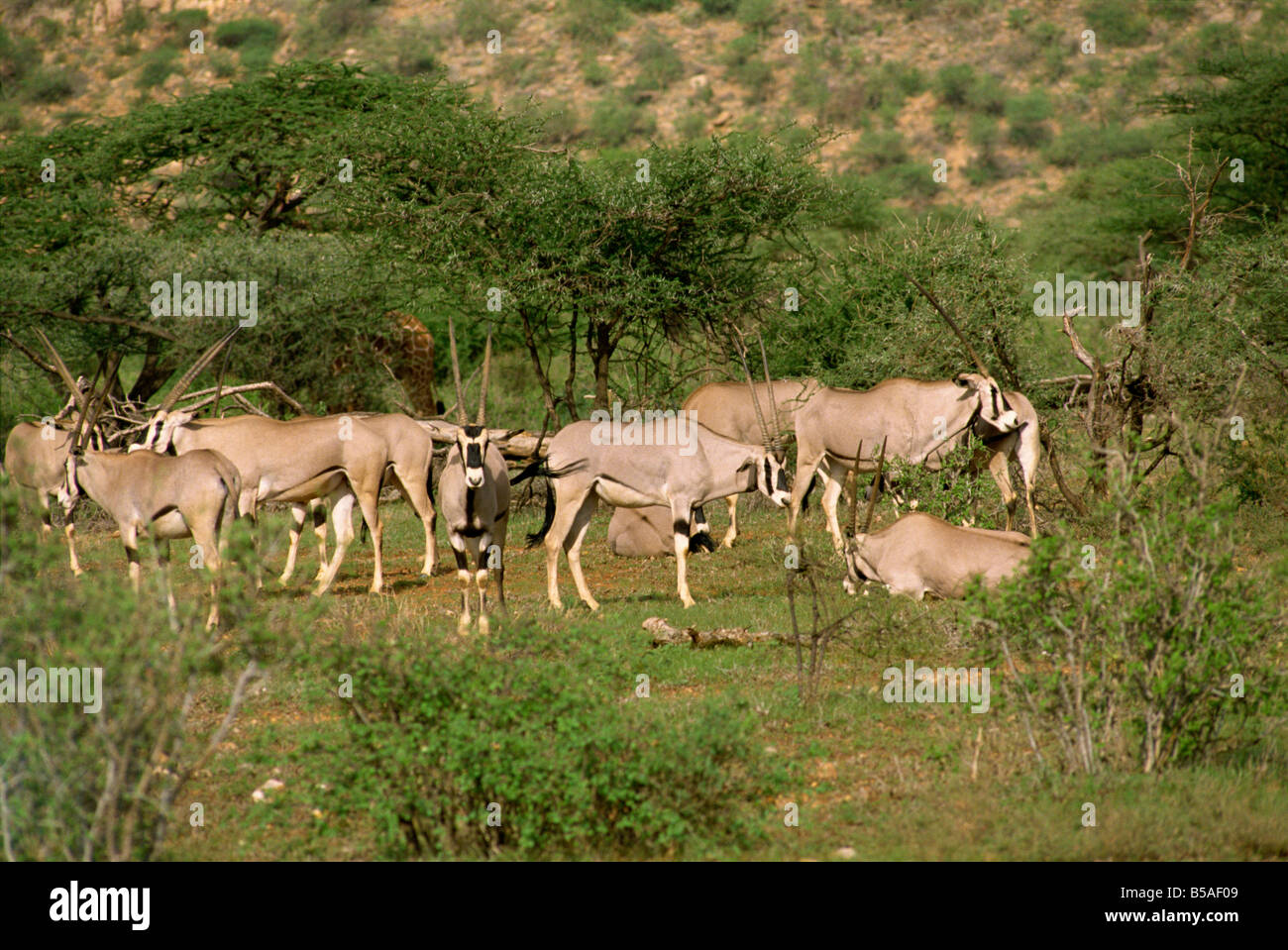 Oryx Samburu National Reserve Kenia Ostafrika Afrika Stockfoto