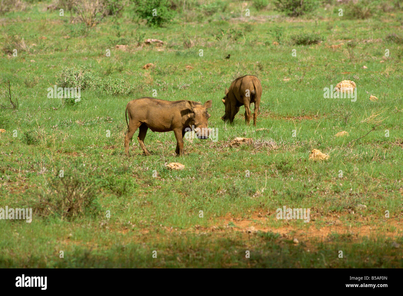Warzenschweine Samburu National Reserve Kenia Ostafrika Afrika Stockfoto