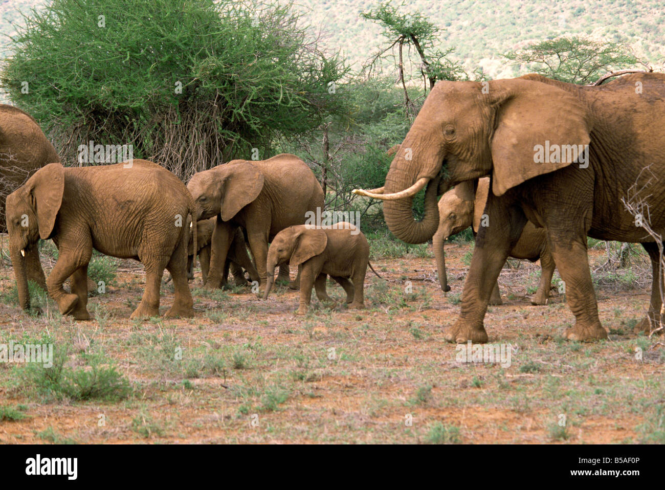 Elefant Samburu National Reserve Kenia Ostafrika Afrika Stockfoto