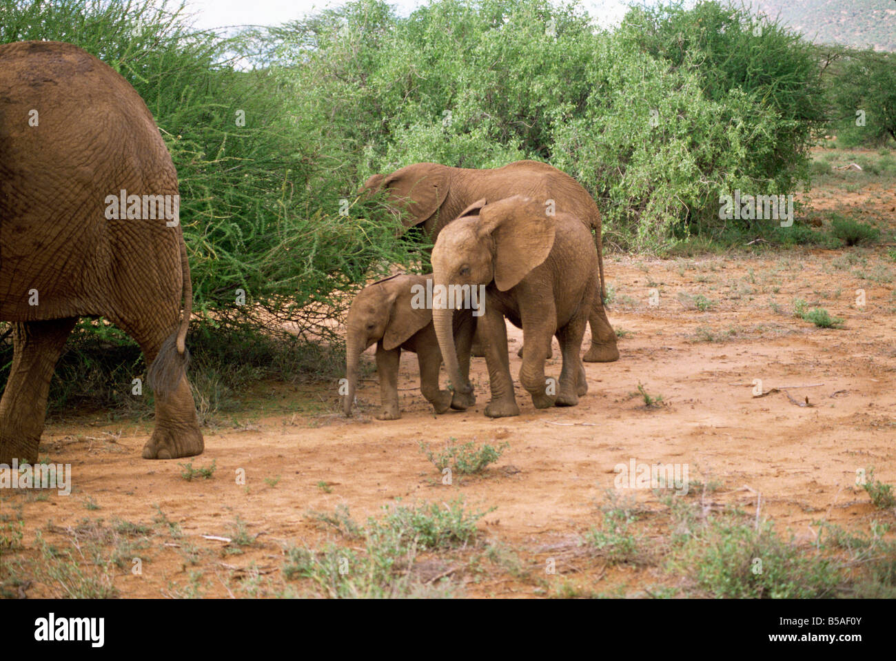 Elefanten Samburu National Reserve Kenia Ostafrika Afrika Stockfoto