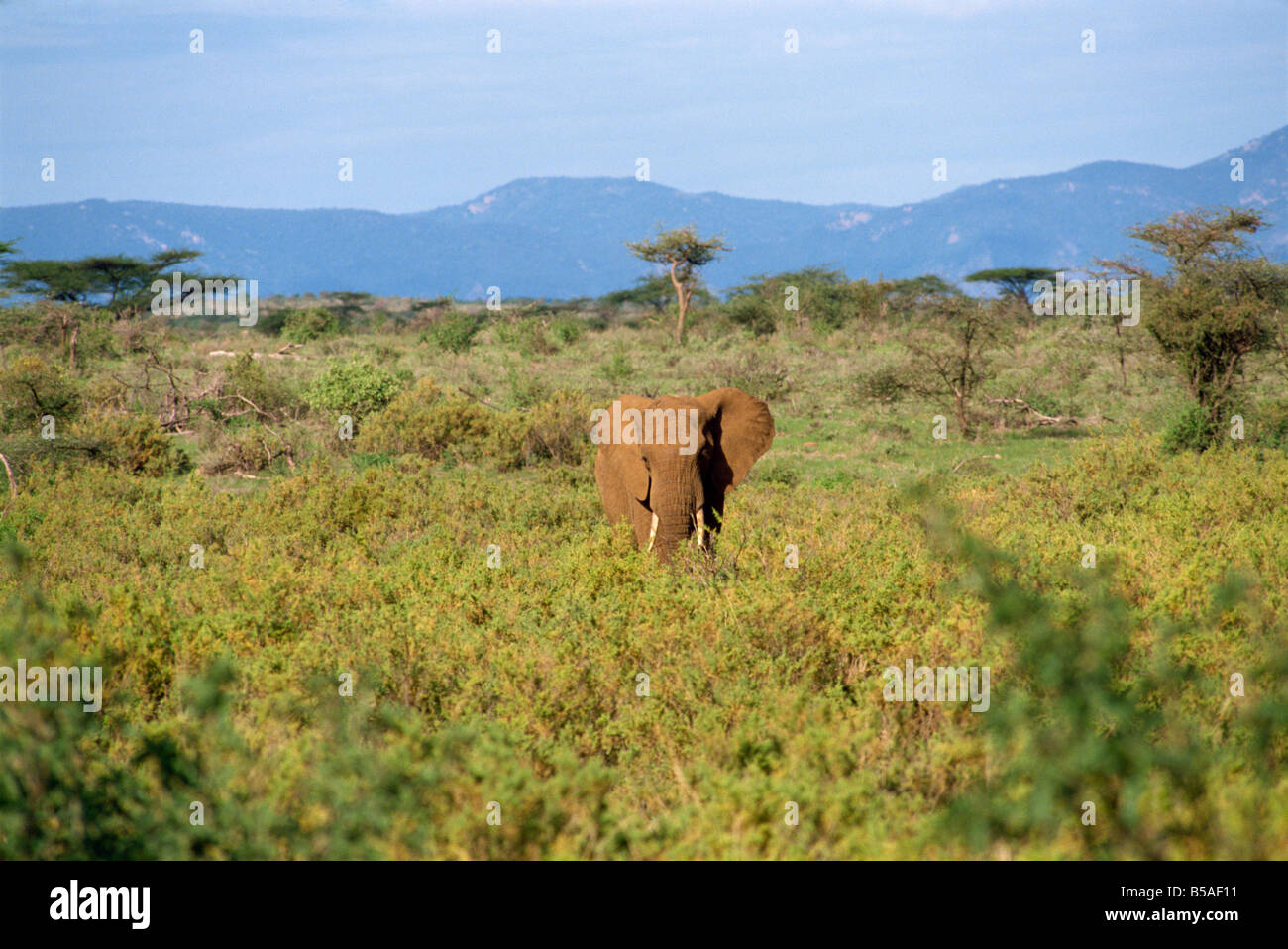 Elefant Samburu National Reserve Kenia Ostafrika Afrika Stockfoto