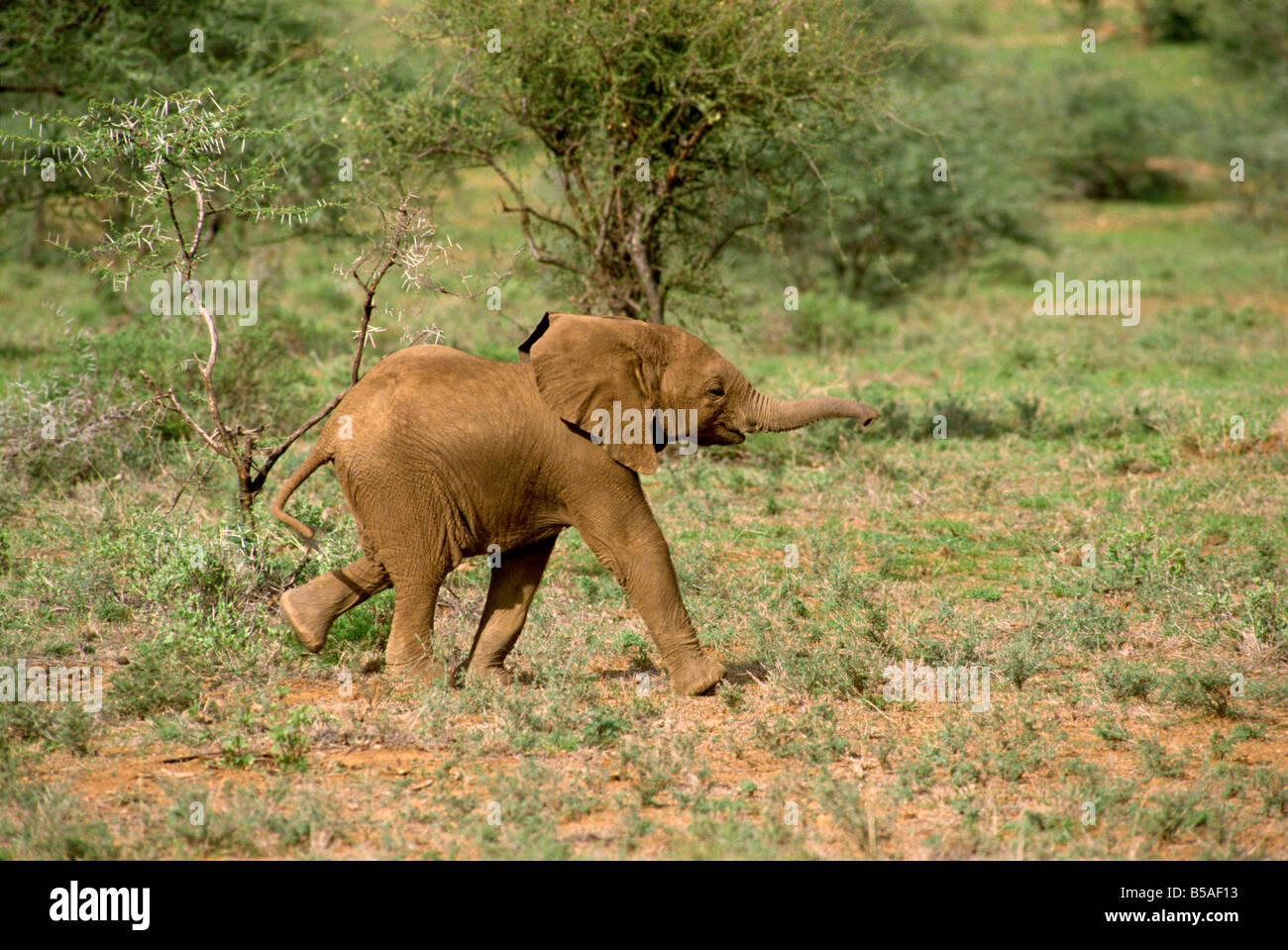 Junger Elefant Samburu National Reserve Kenia Ostafrika Africa Stockfoto