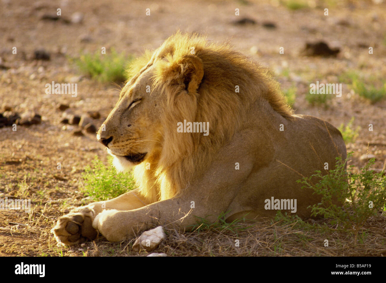 Lion Samburu National Reserve Kenia Ostafrika Afrika Stockfoto