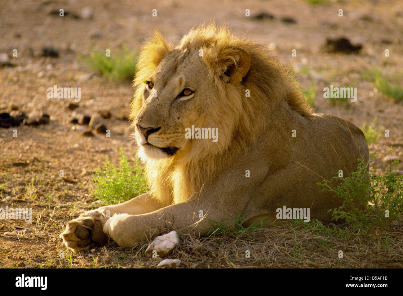 Lion Samburu National Reserve Kenia Ostafrika Afrika Stockfoto