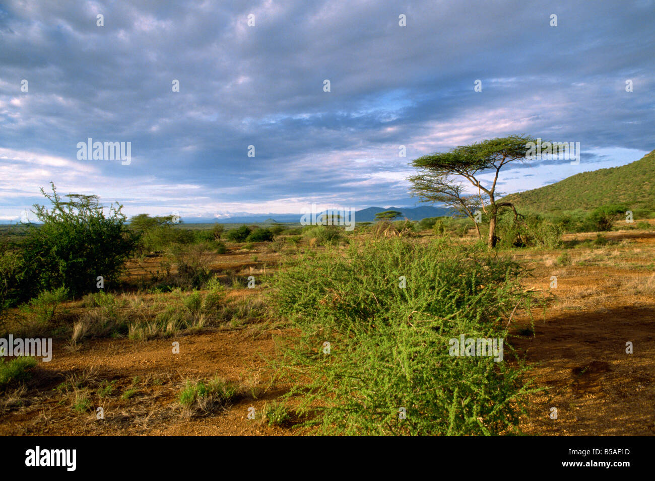 Samburu National Reserve Kenia Ostafrika Afrika Stockfoto