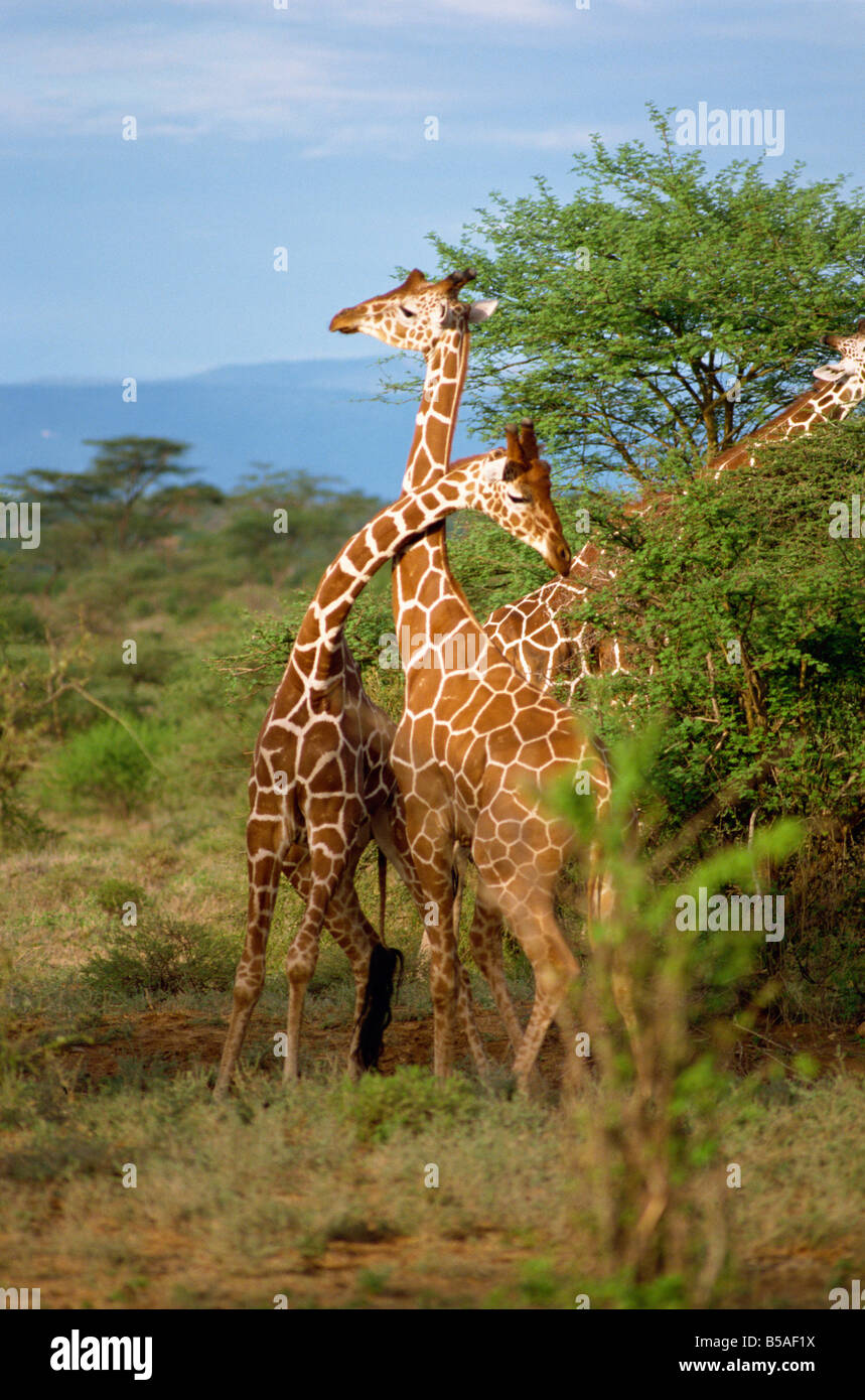 Netzartige Giraffe Samburu National Reserve Kenia Ostafrika Africa Stockfoto