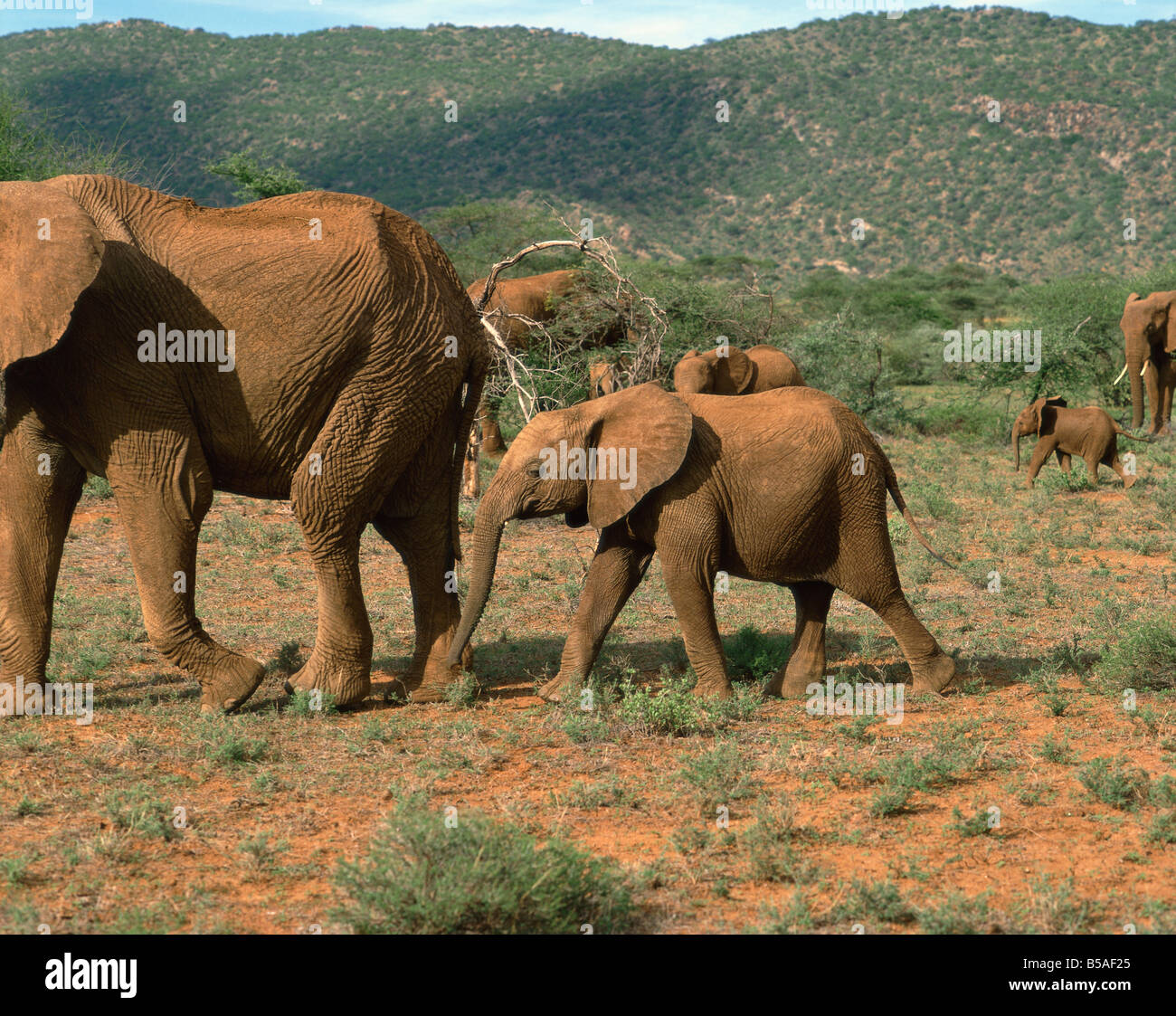 Elefanten Samburu National Reserve Kenia Ostafrika Afrika Stockfoto