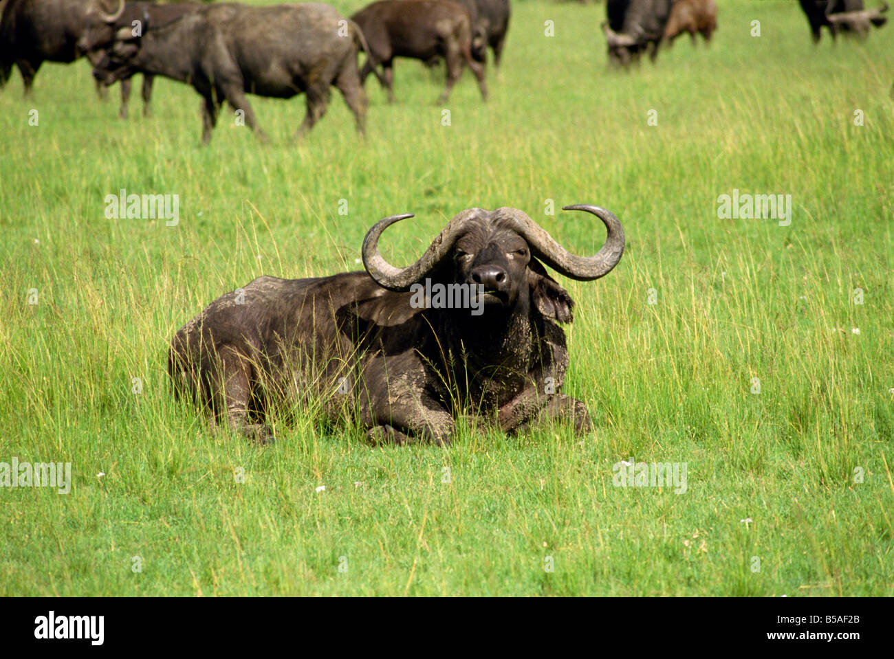 Herde Kaffernbüffel Masai Mara National Reserve Kenia Ostafrika Africa Stockfoto