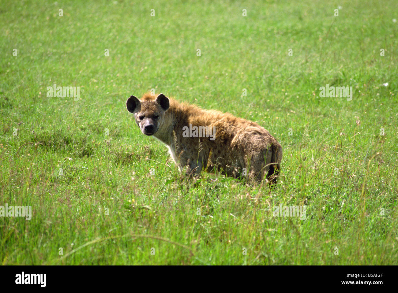 Hyäne Masai Mara Nationalreservat Kenia Ostafrika Afrika Stockfoto