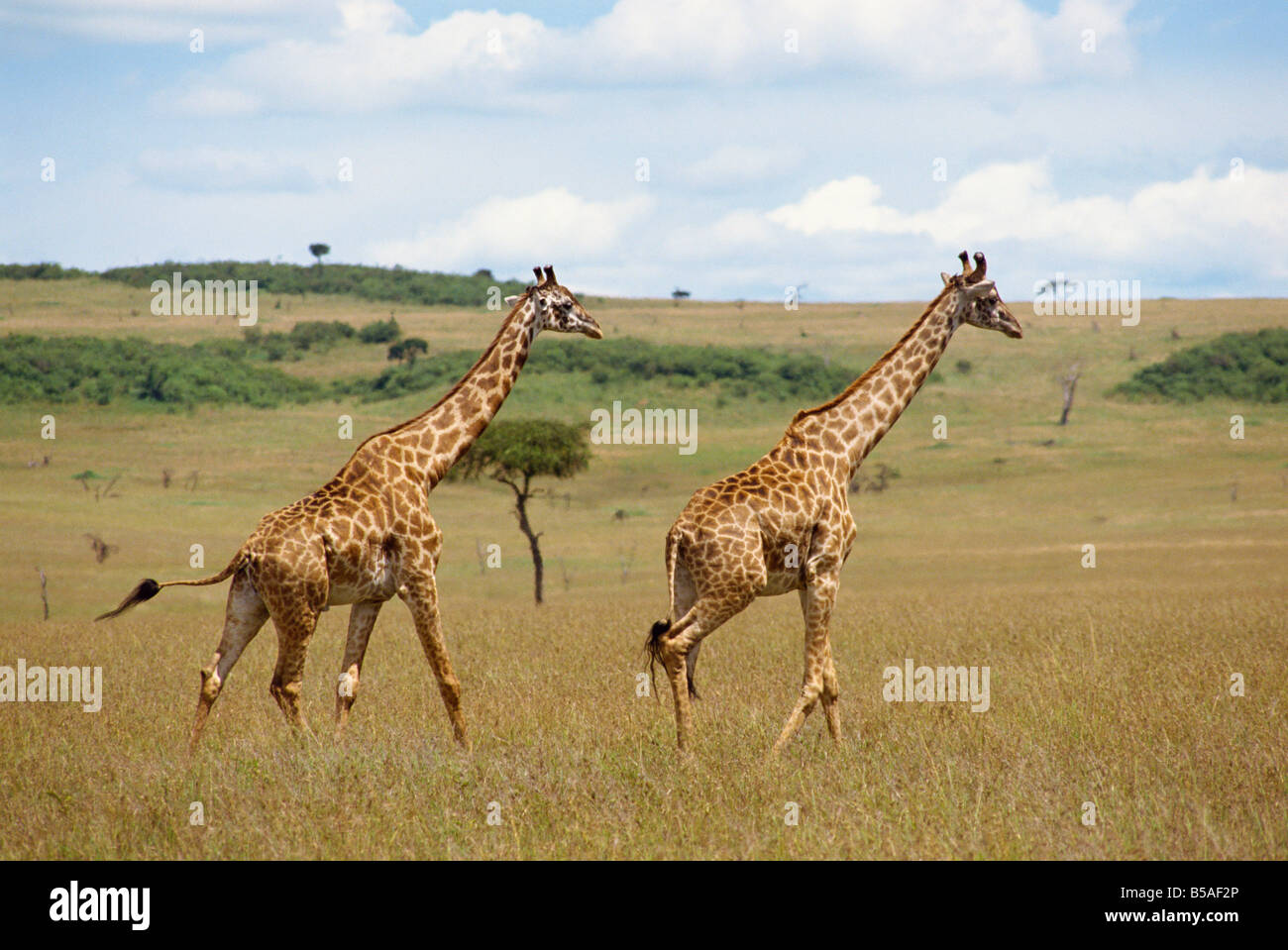 Masai-Giraffe Masai Mara National Reserve Kenia Ostafrika Africa Stockfoto
