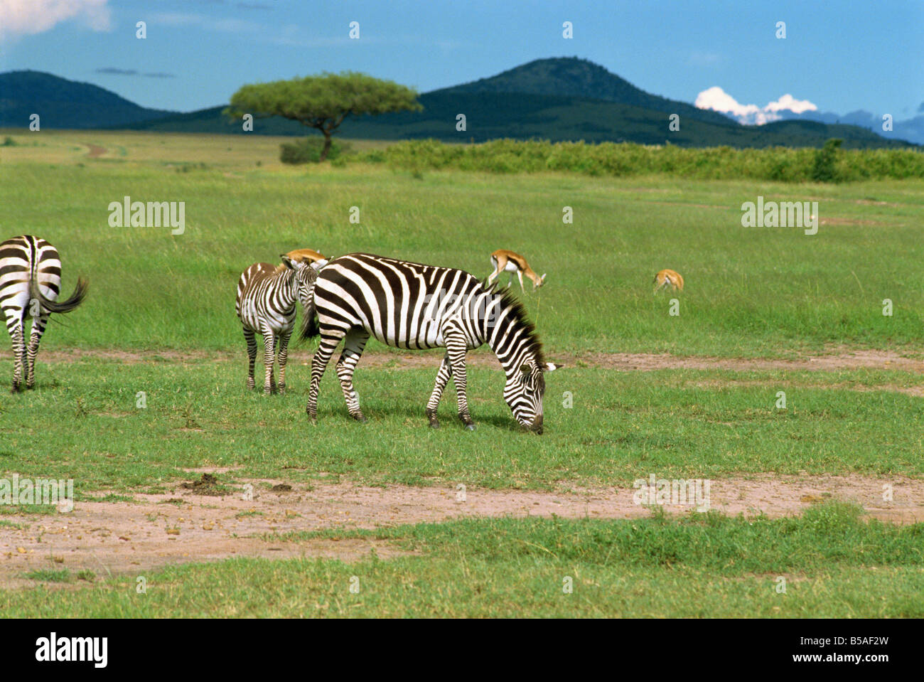 Gemeinsamen Zebra Masai Mara National Reserve Kenia Ostafrika Africa Stockfoto