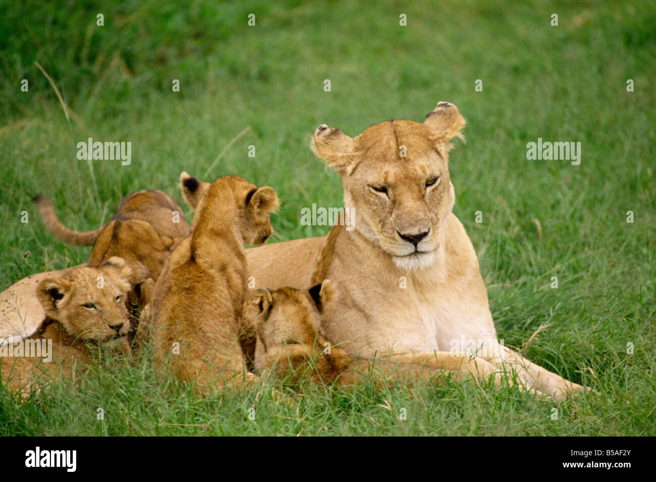 Löwin mit jungen Masai Mara National Reserve Kenia Ostafrika Africa Stockfoto