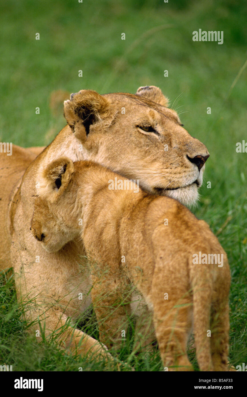 Löwin und Cub Masai Mara National Reserve Kenia Ostafrika Africa Stockfoto