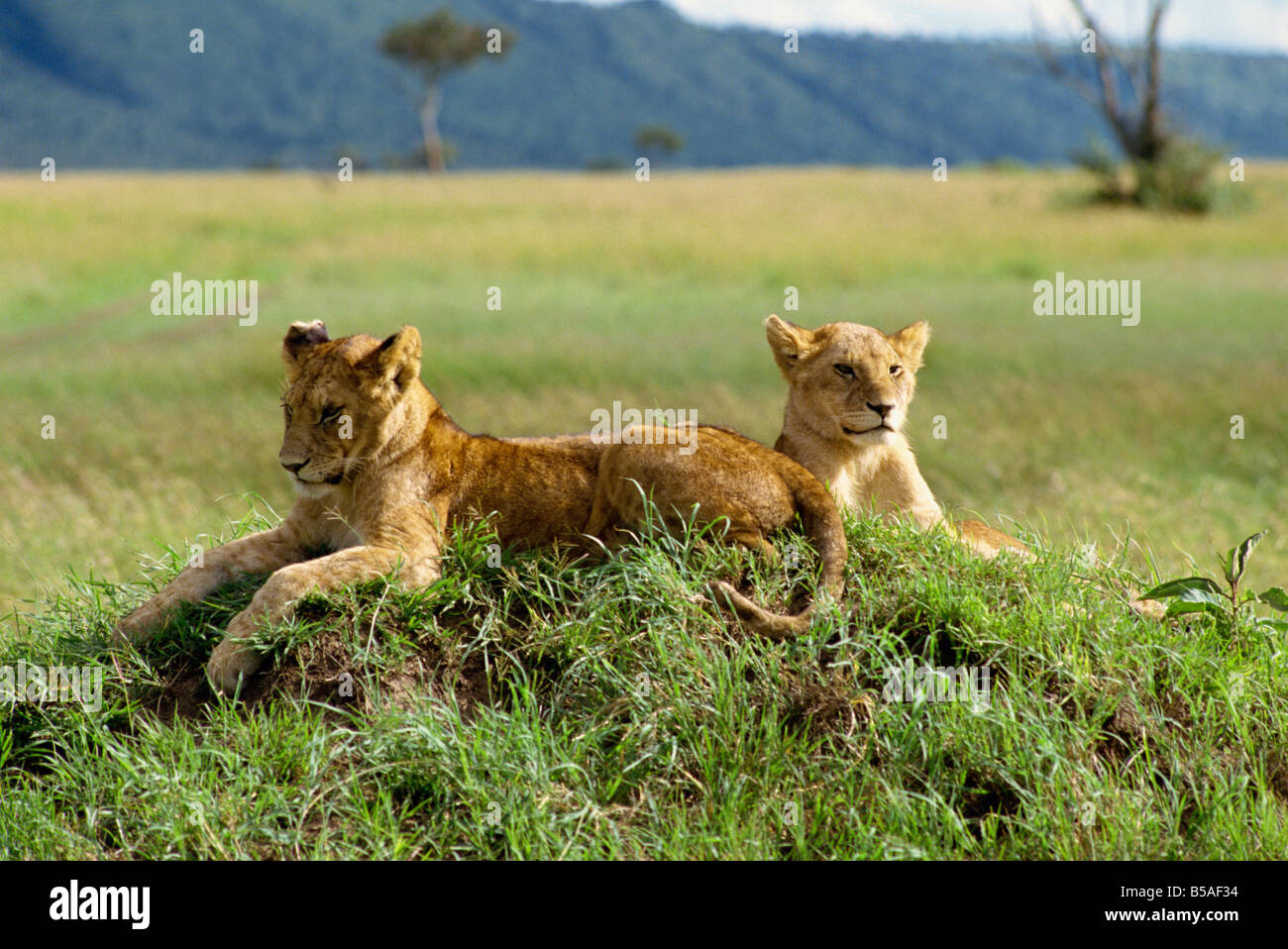 Junge Löwen Masai Mara National Reserve Kenia Ostafrika Africa Stockfoto