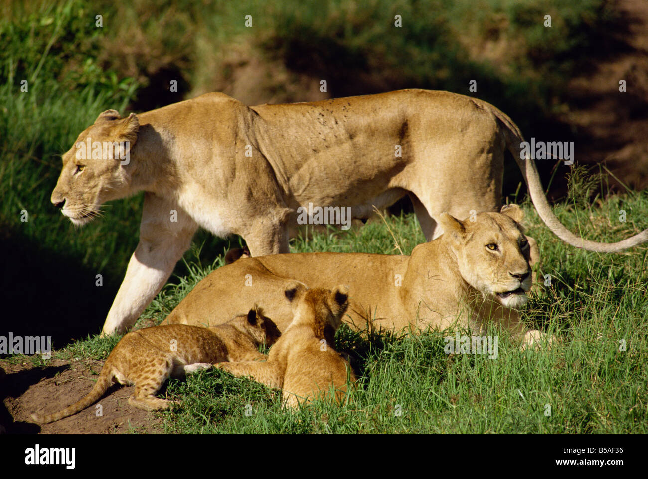 Löwinnen und jungen Masai Mara National Reserve Kenia Ostafrika Africa Stockfoto