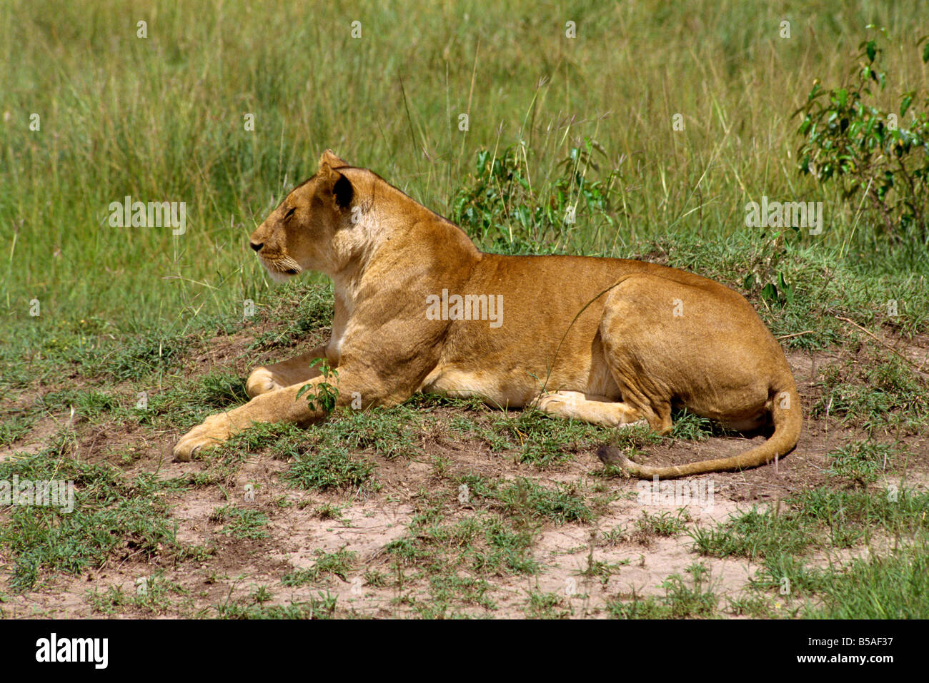Löwe Masai Mara Nationalreservat Kenia Ostafrika Afrika Stockfoto