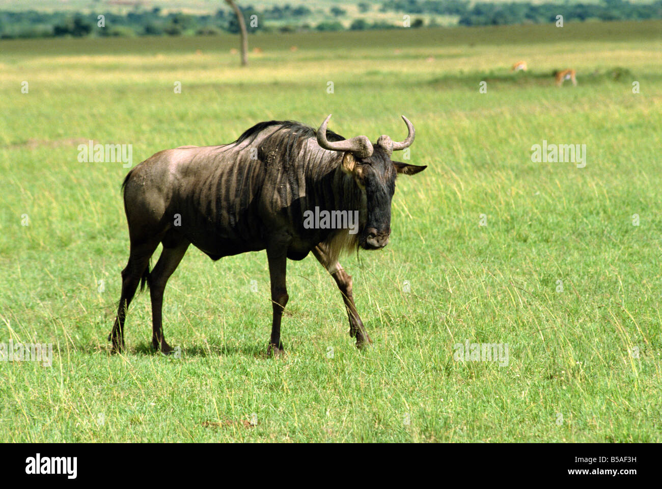 Gnus Masai Mara Nationalreservat Kenia Ostafrika Afrika Stockfoto