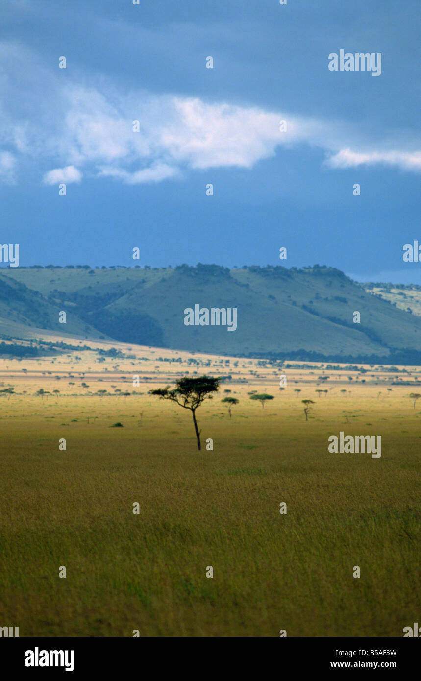 Masai Mara National Reserve Kenia Ostafrika Afrika Stockfoto