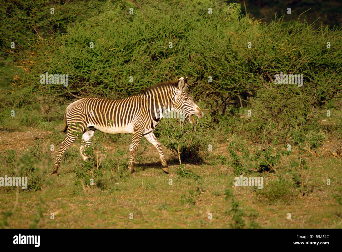 GREVY-Zebra Samburu National Reserve Kenia Ostafrika Africa Stockfoto