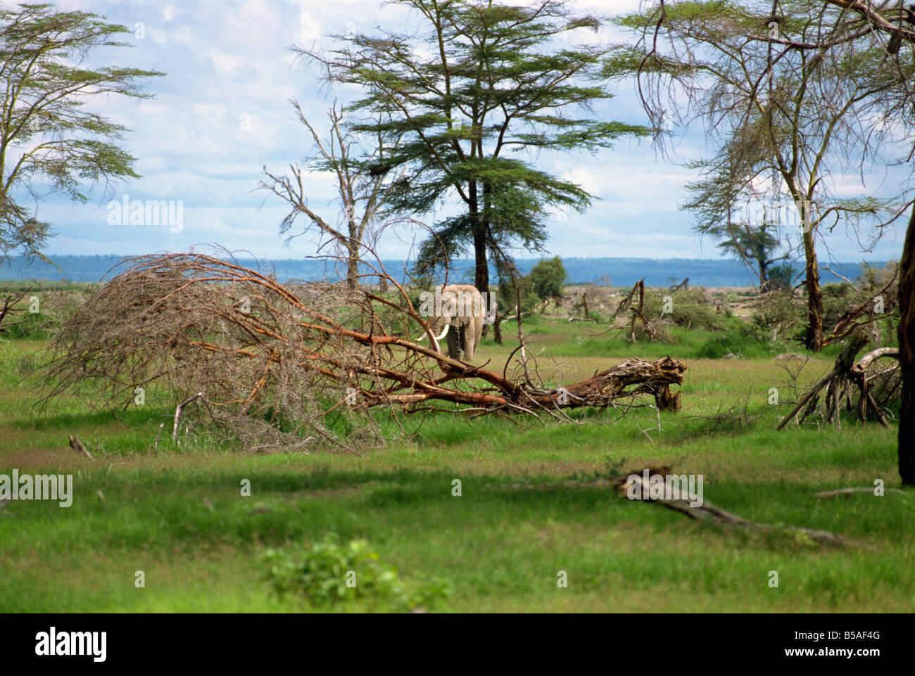 Elefant beschädigen Kenia Ostafrika Afrika Stockfoto
