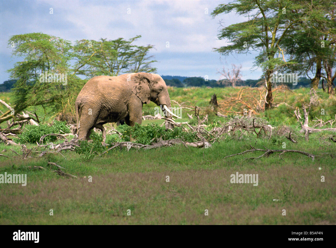 Elefant beschädigen Kenia Ostafrika Afrika Stockfoto