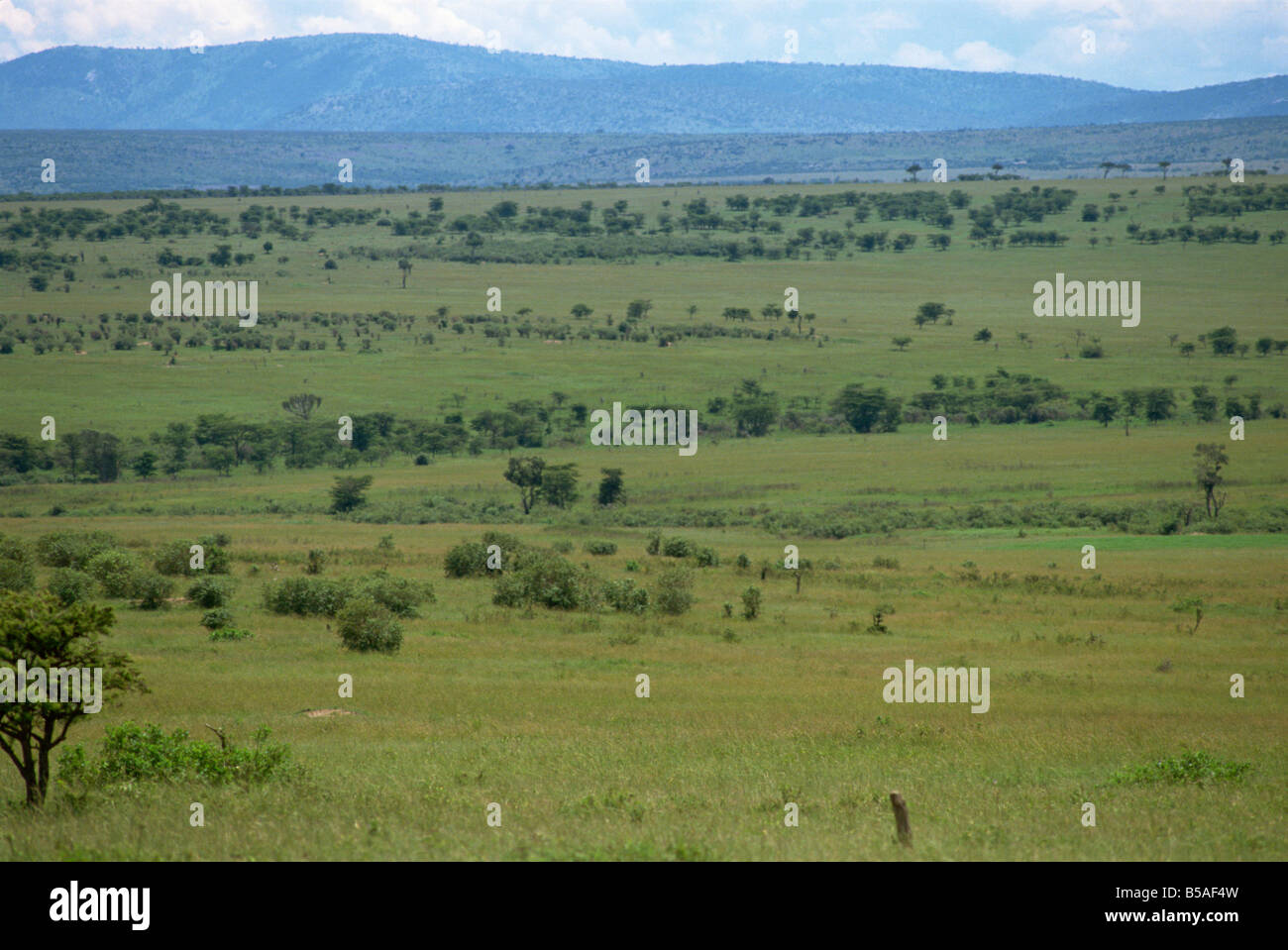 Blick über die Landschaft der Masai Mara Kenia Ostafrika Afrika Stockfoto