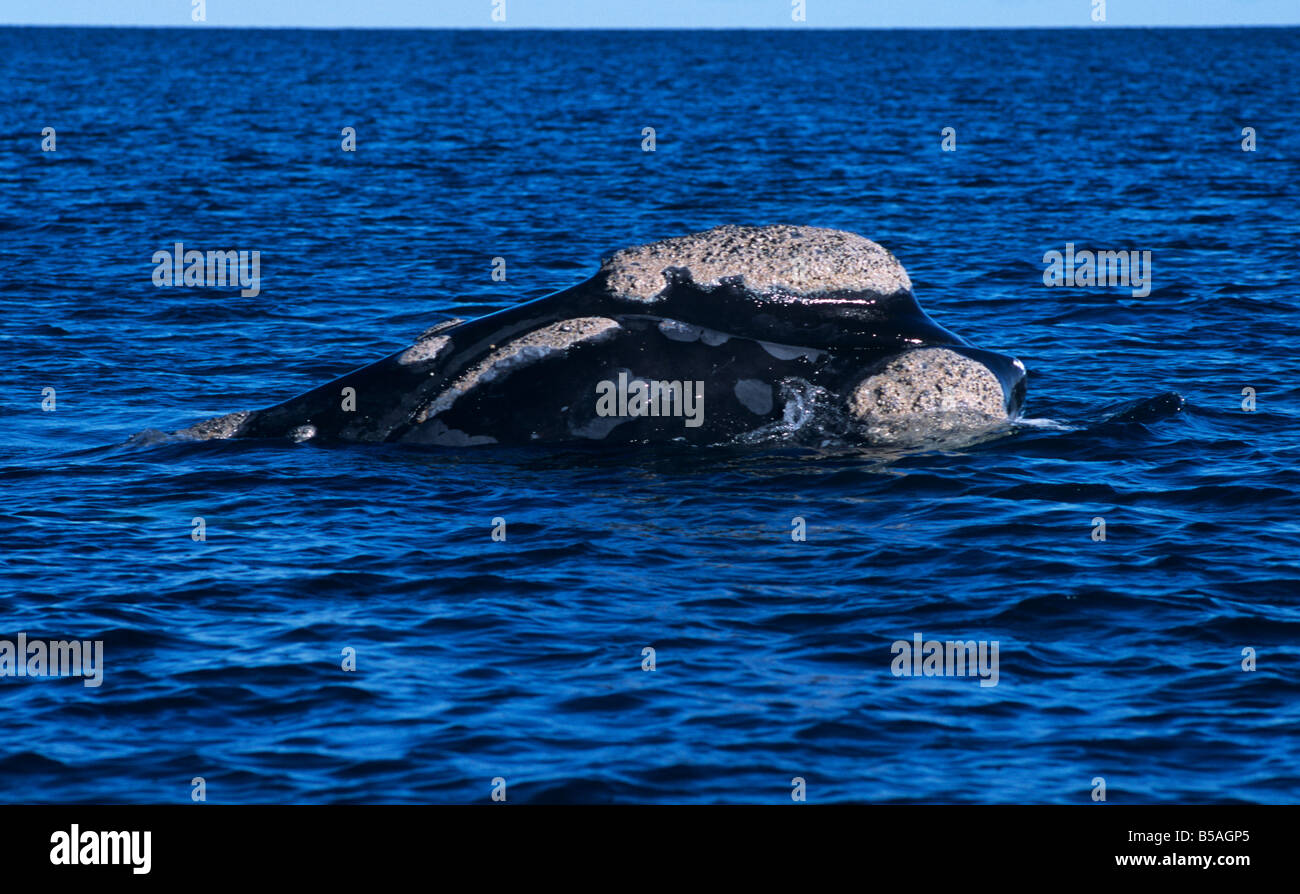 SOUTHERN RIGHT WALE. (EUBALAENA AUSTRALIS) Stockfoto
