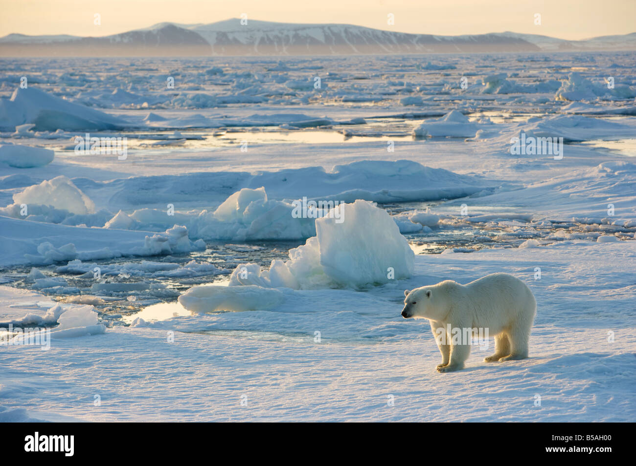 Eisbär in arktischer Umgebung Stockfoto