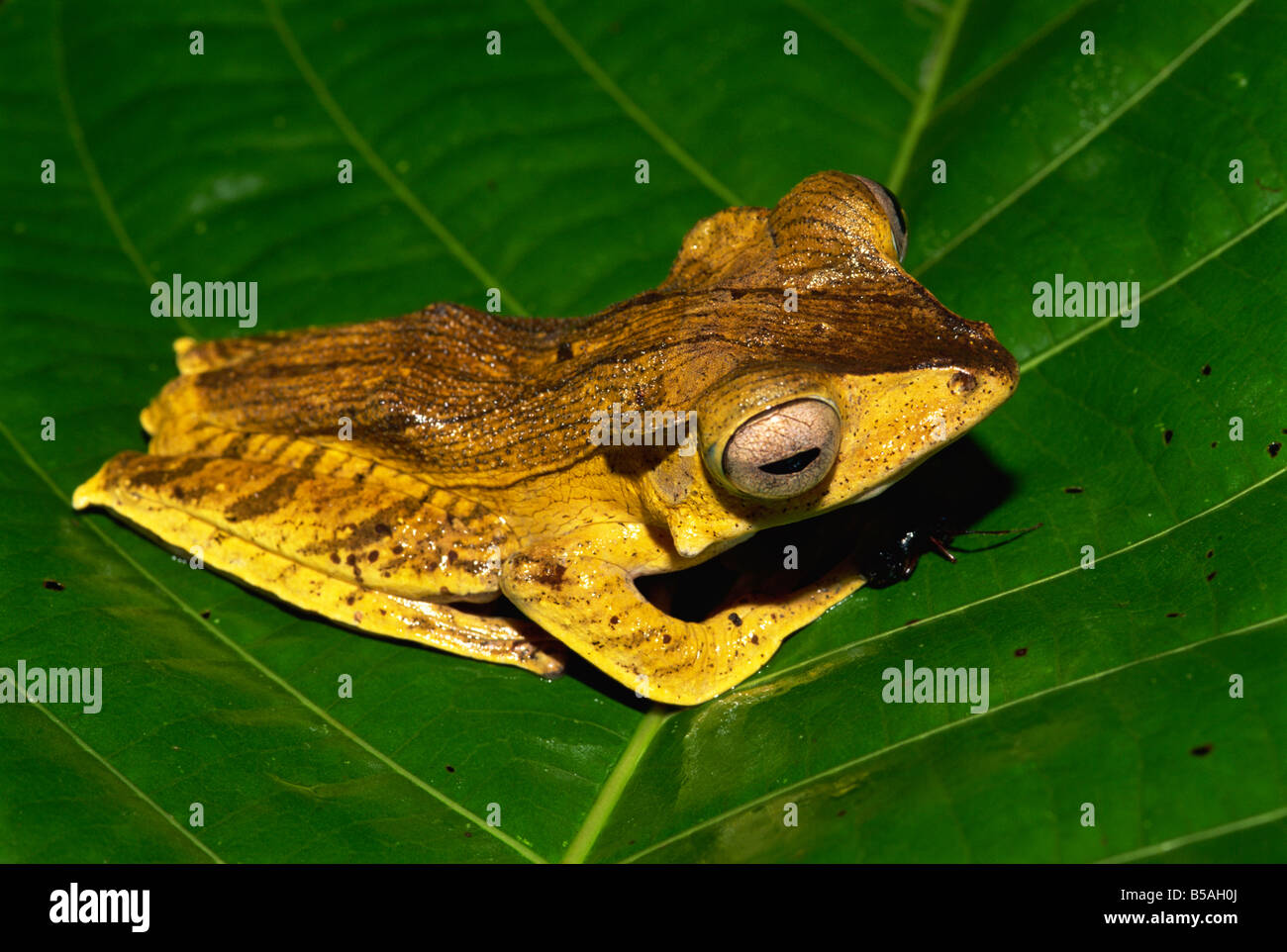 Nicht identifizierte Bornean Laubfrosch Arten im primären Regenwald Danum Valley, Sabah, Borneo, Malaysia, Südost-Asien Stockfoto