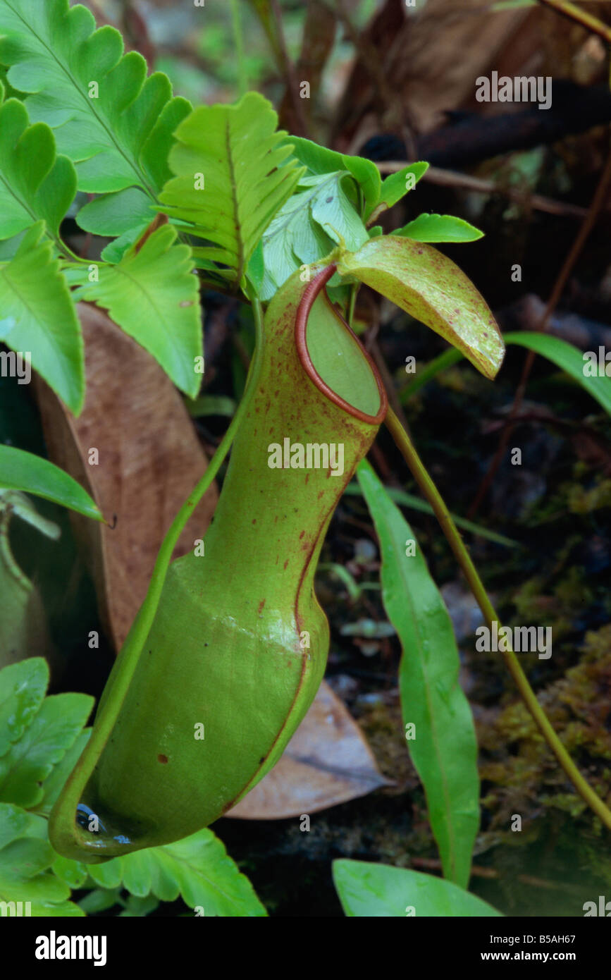 Nepenthes Reinwardtiana, seltene fleischfressende Pflanze in Dipterocarp Regenwald, Danum Valley, Sabah, Malaysia, Borneo, Südost-Asien Stockfoto