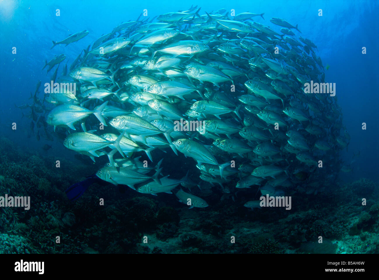 Fest geballt Schule Makrelenschwarm South Point Sipadan Island Sabah Malaysia L Murray Stockfoto