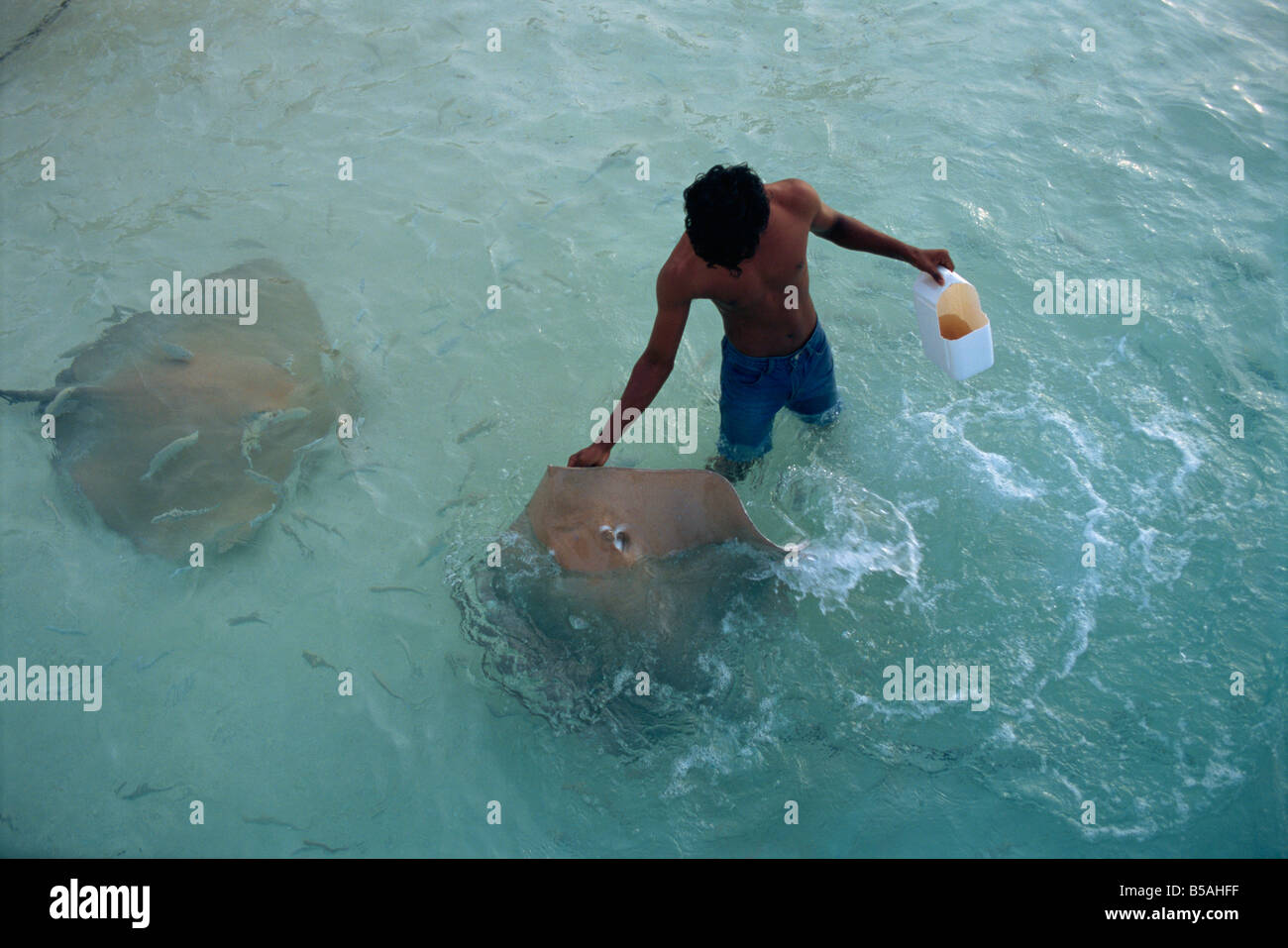 Stechen Sie strahlen, Nakatchafushi, Malediven, Indischer Ozean Stockfoto