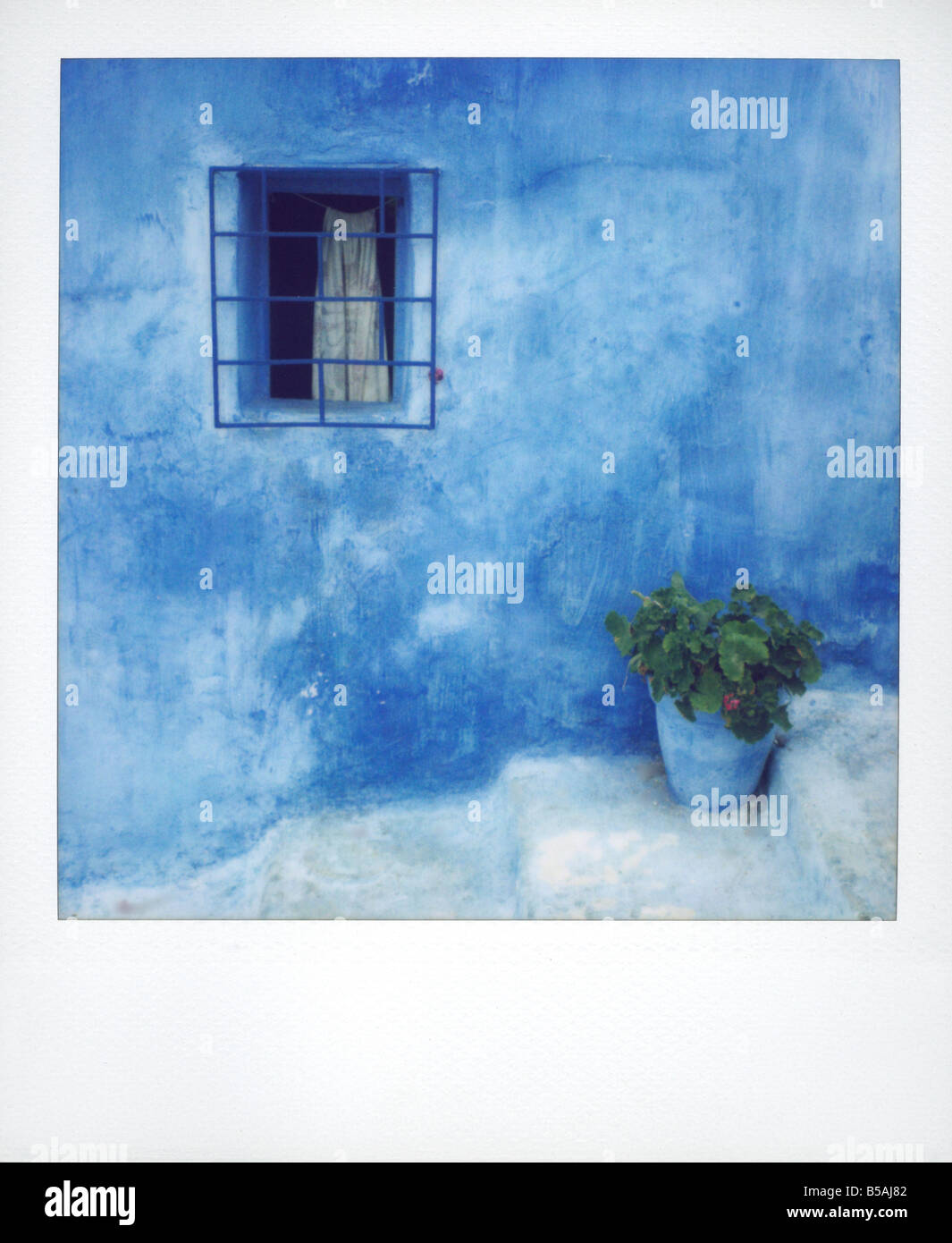 Polaroid von Geranien in blau lackierten überflüßiges gegen Bluewashed Wand Kasbah des Oudayas Rabat Marokko Nordafrika Afrika Stockfoto